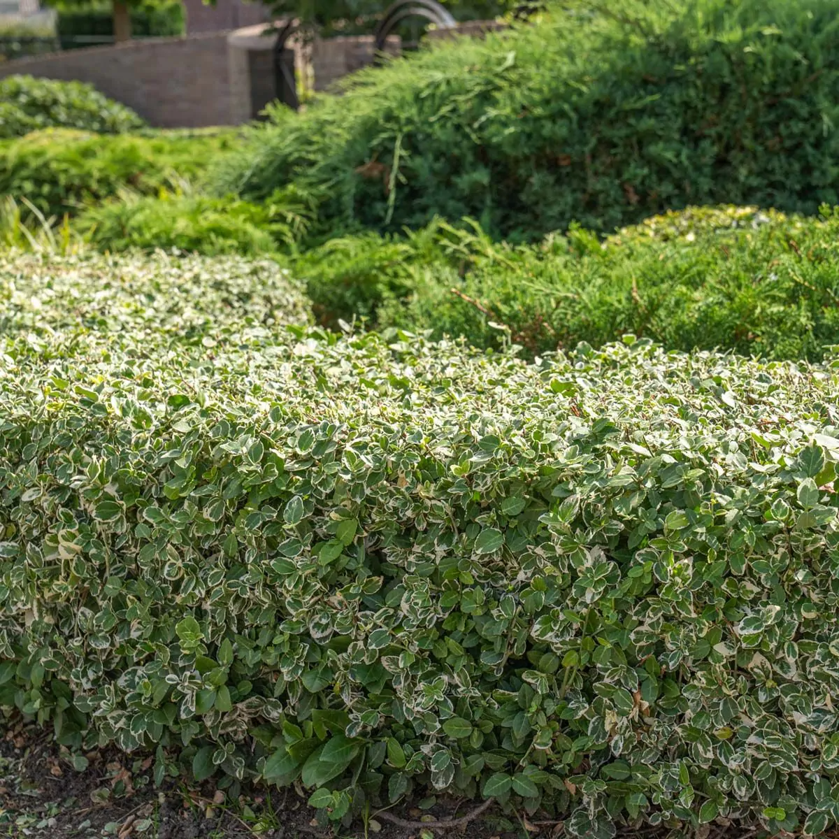 Wie beschneidet man die Kriechspindel? | Garmundo