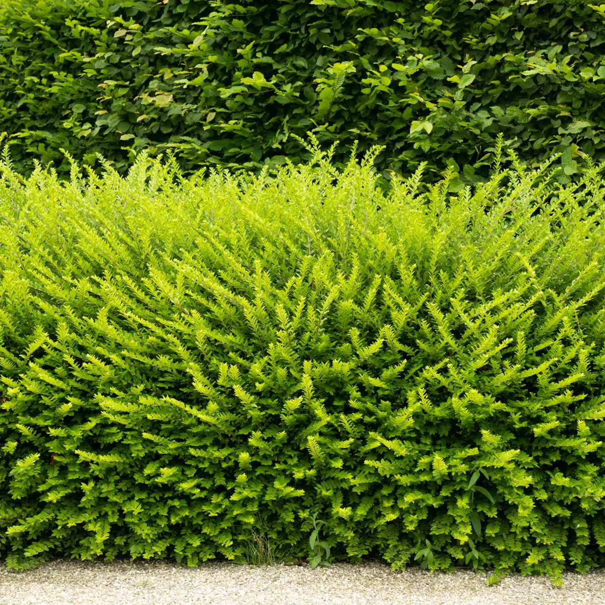 Heckenkirsche Pflanzzeit: Wann sollte man diese Hecke pflanzen? | Garmundo