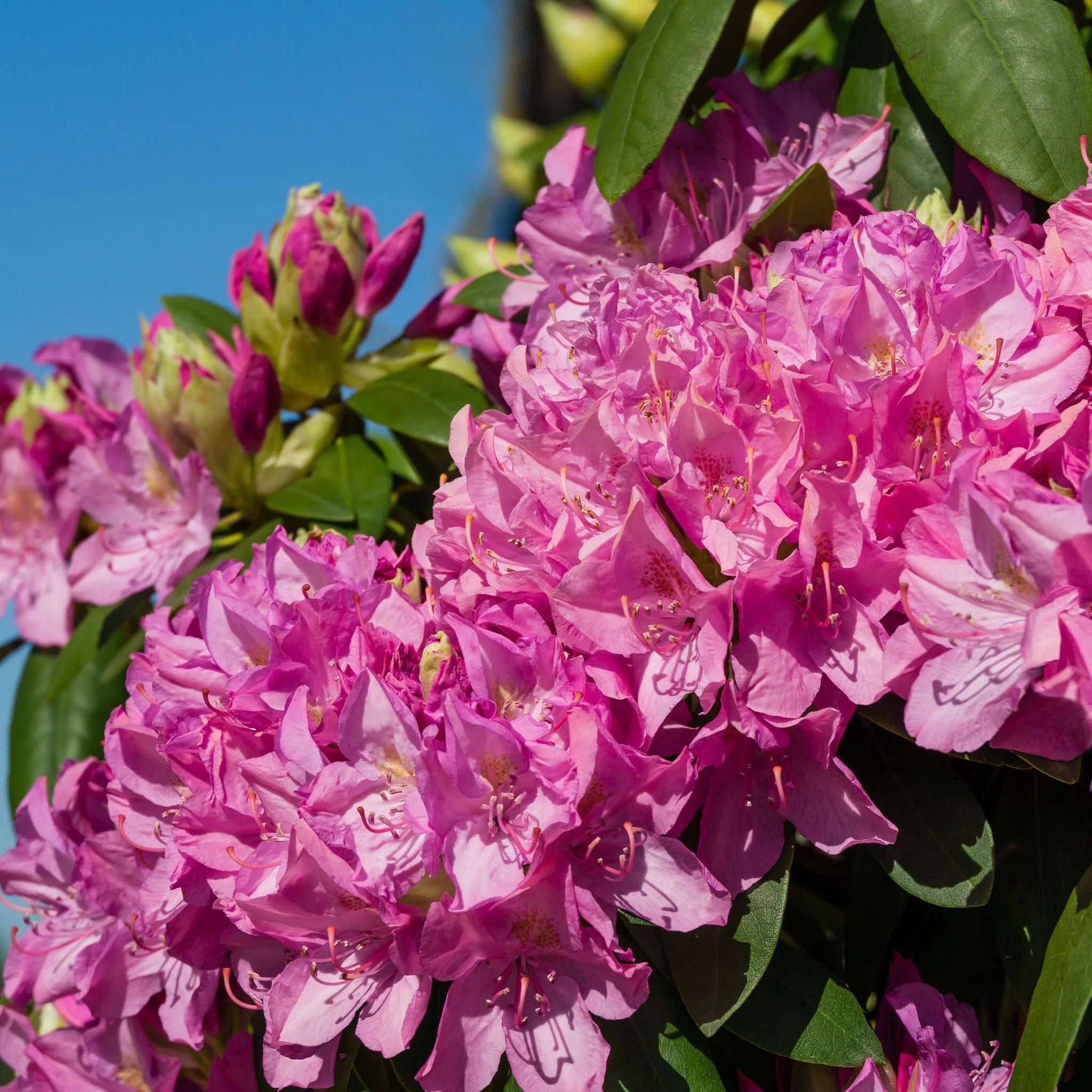 Der ideale Standort fr eine Rhododendron-Hecke | Garmundo