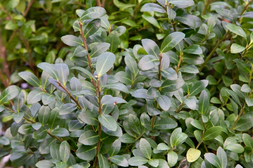 Die Nachteile der Japanischen Stechpalme (Ilex crenata) | Garmundo