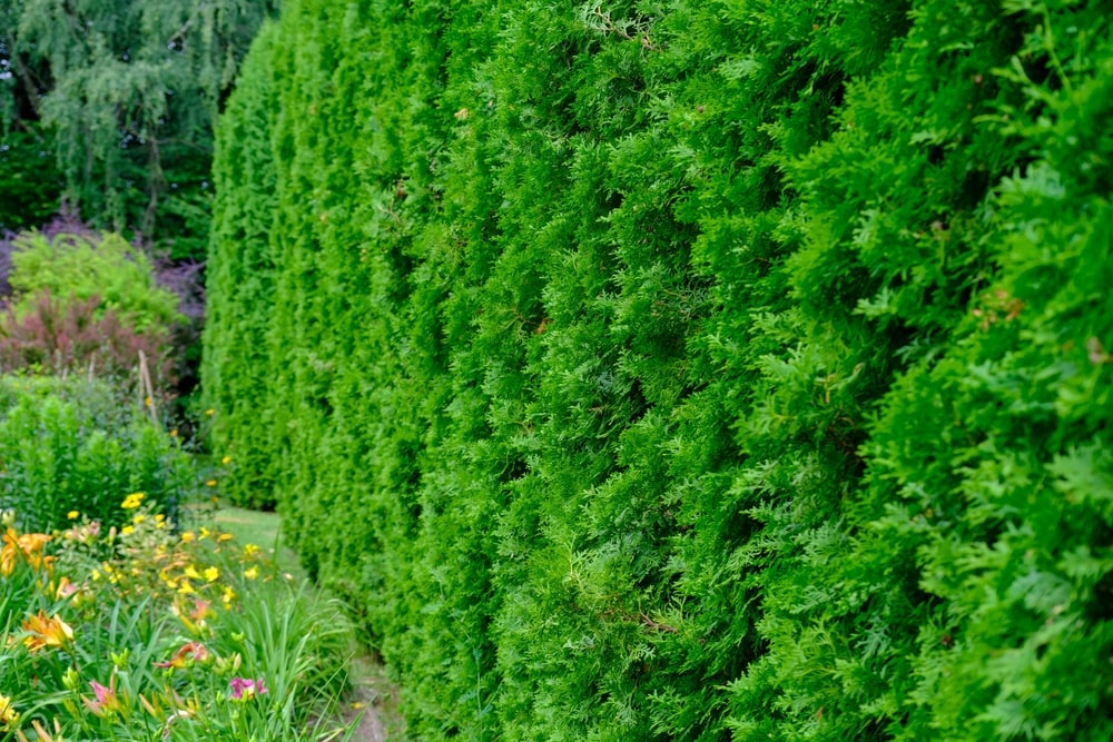 Scheinzypressen als Hecke nutzen | Garmundo
