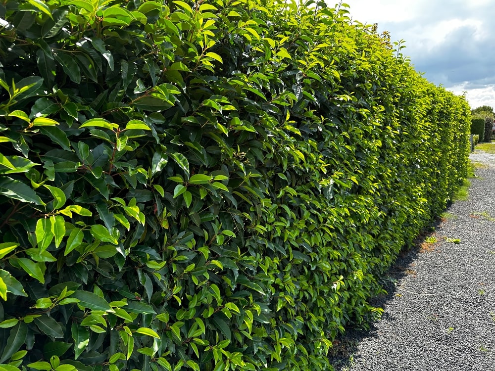 lonicera heckrottii giftig Lonicera heckrottii 'Goldflame' kaufen | Schnelle Lieferung nach Hause main image 1