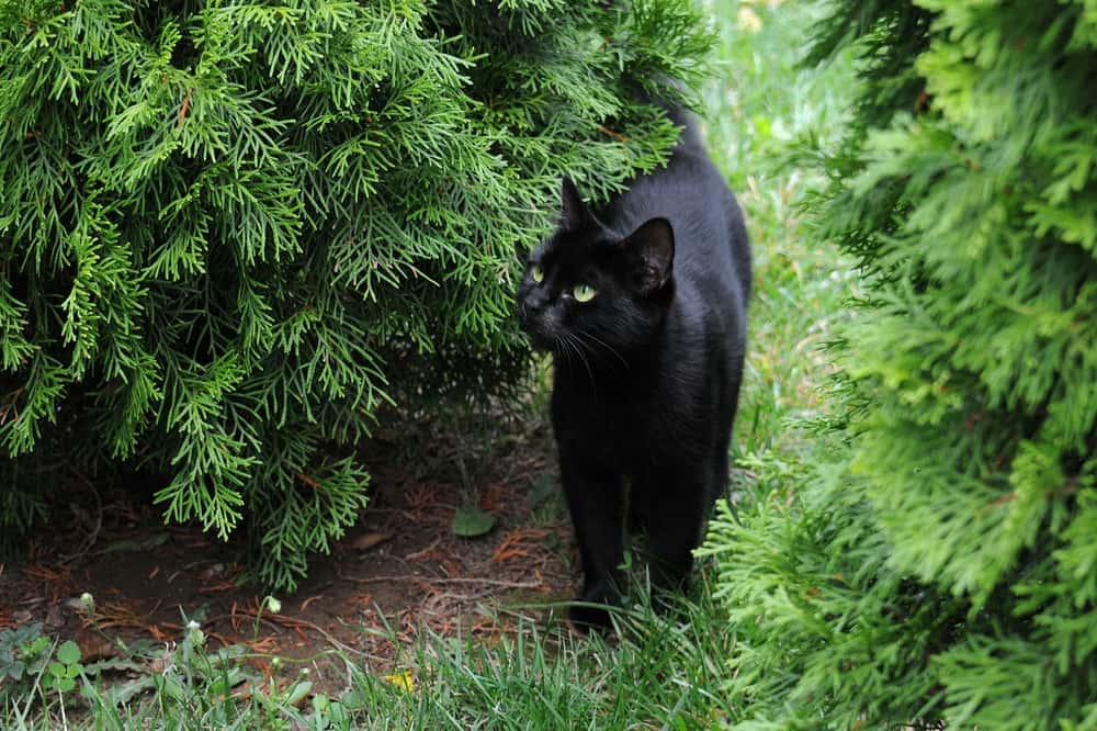 Ist Thuja giftig? Arten, Symptome, Alternativen | Garmundo