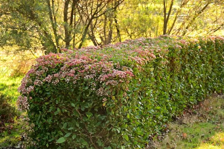 Viburnum tinus schneiden: alle Tipps auf einen Blick | Garmundo