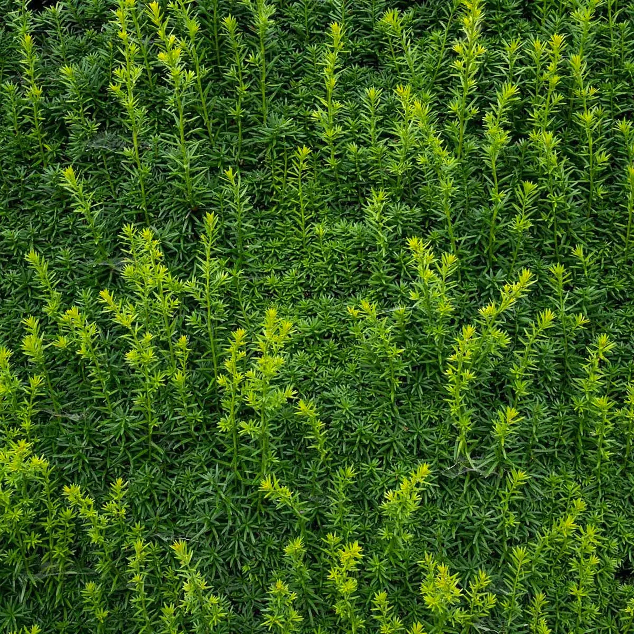 Eibe (Taxus) Heckenpflanzen - 3 Eibenarten verfgbar | Gartenpflanzen  gnstig kaufen bei Garmundo