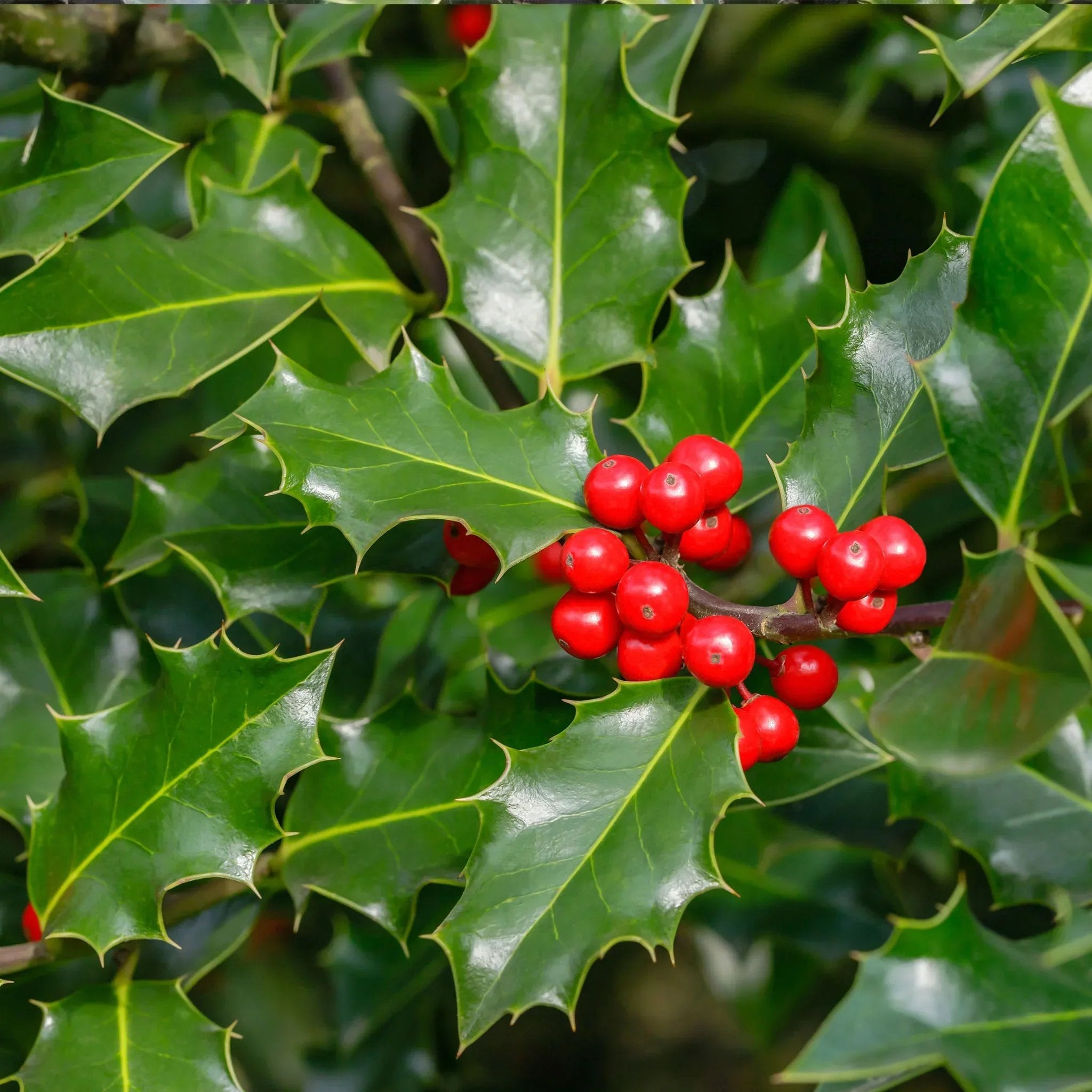 Europische Stechpalme (Ilex aquifolium) | Heckenpflanzen kaufen bei  Garmundo.de