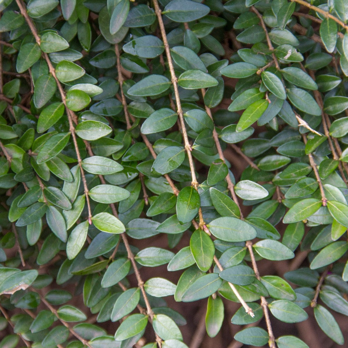 Immergrne Kriech-Heckenkirsche (Lonicera pileata) | Heckenpflanzen kaufen  bei Garmundo.de