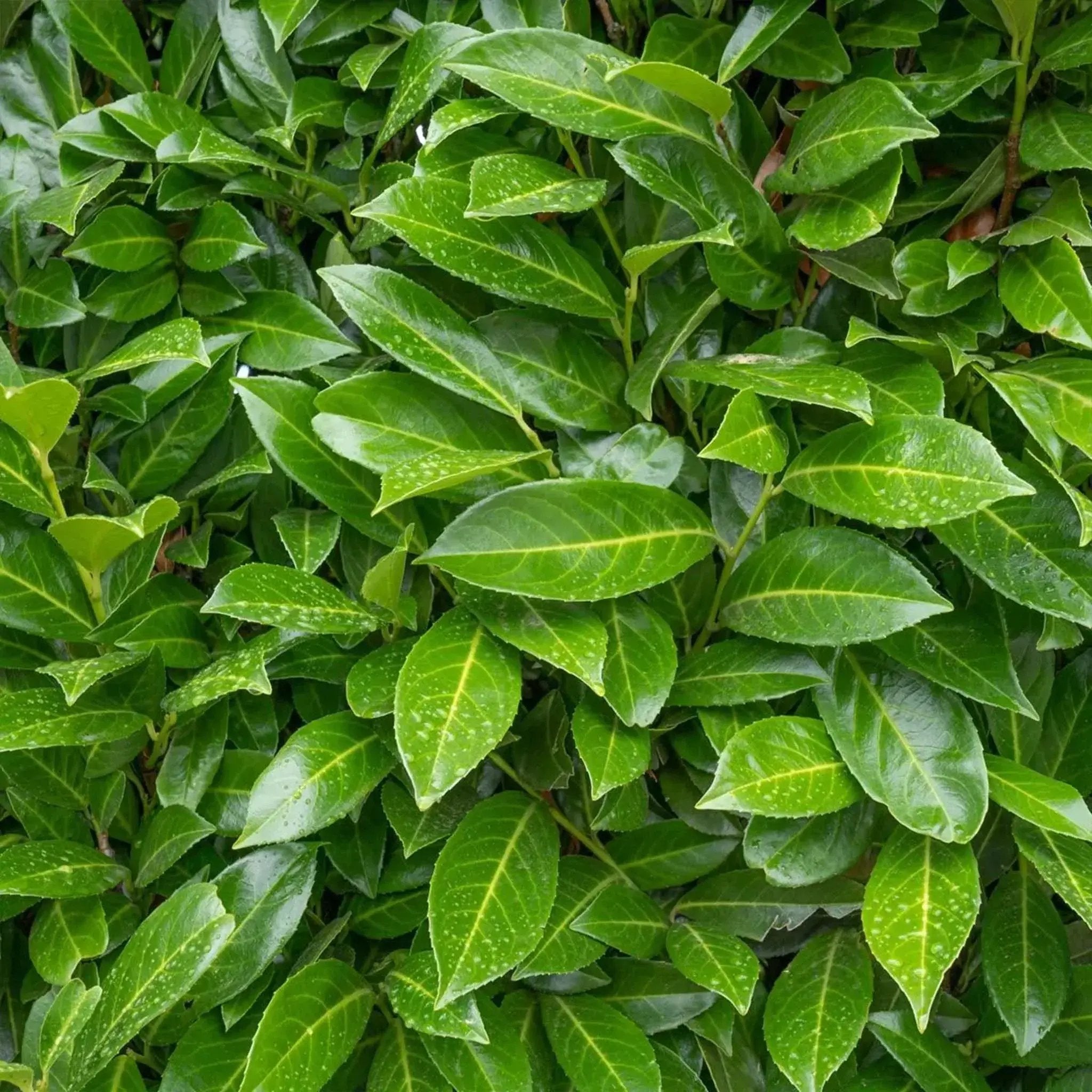 Kirschlorbeer Caucasica (Prunus laurocerasus 'Caucasica') | Heckenpflanzen  kaufen bei Garmundo.de