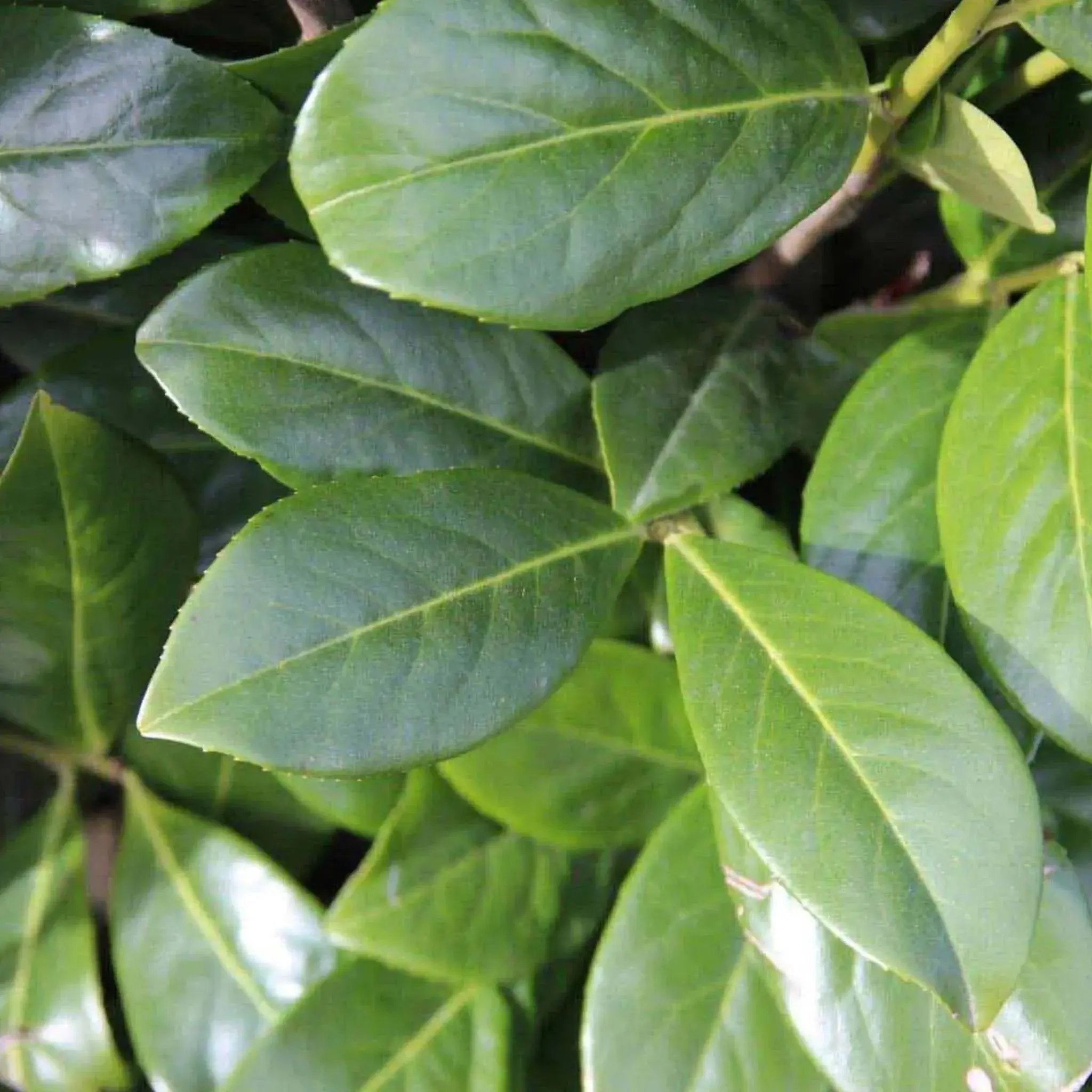 Kirschlorbeer Novita (Prunus laurocerasus 'Novita') | Heckenpflanzen bei  Garmundo.de