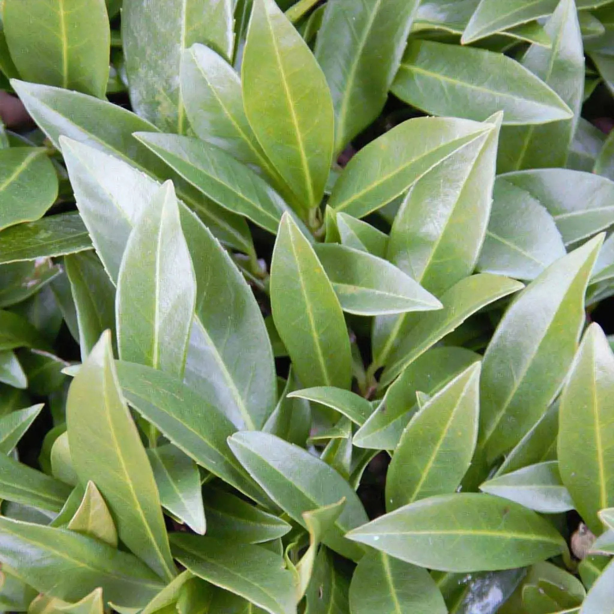 Kirschlorbeer Otto Luyken (Prunus laurocerasus 'Otto Luyken') |  Heckenpflanzen kaufen bei Garmundo.de