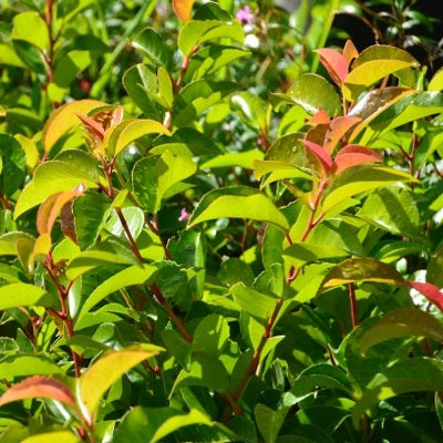 Portugiesischer Kirschlorbeer Tico (Prunus lusitanica 'Tico') |  Heckenpflanzen kaufen bei Garmundo.de