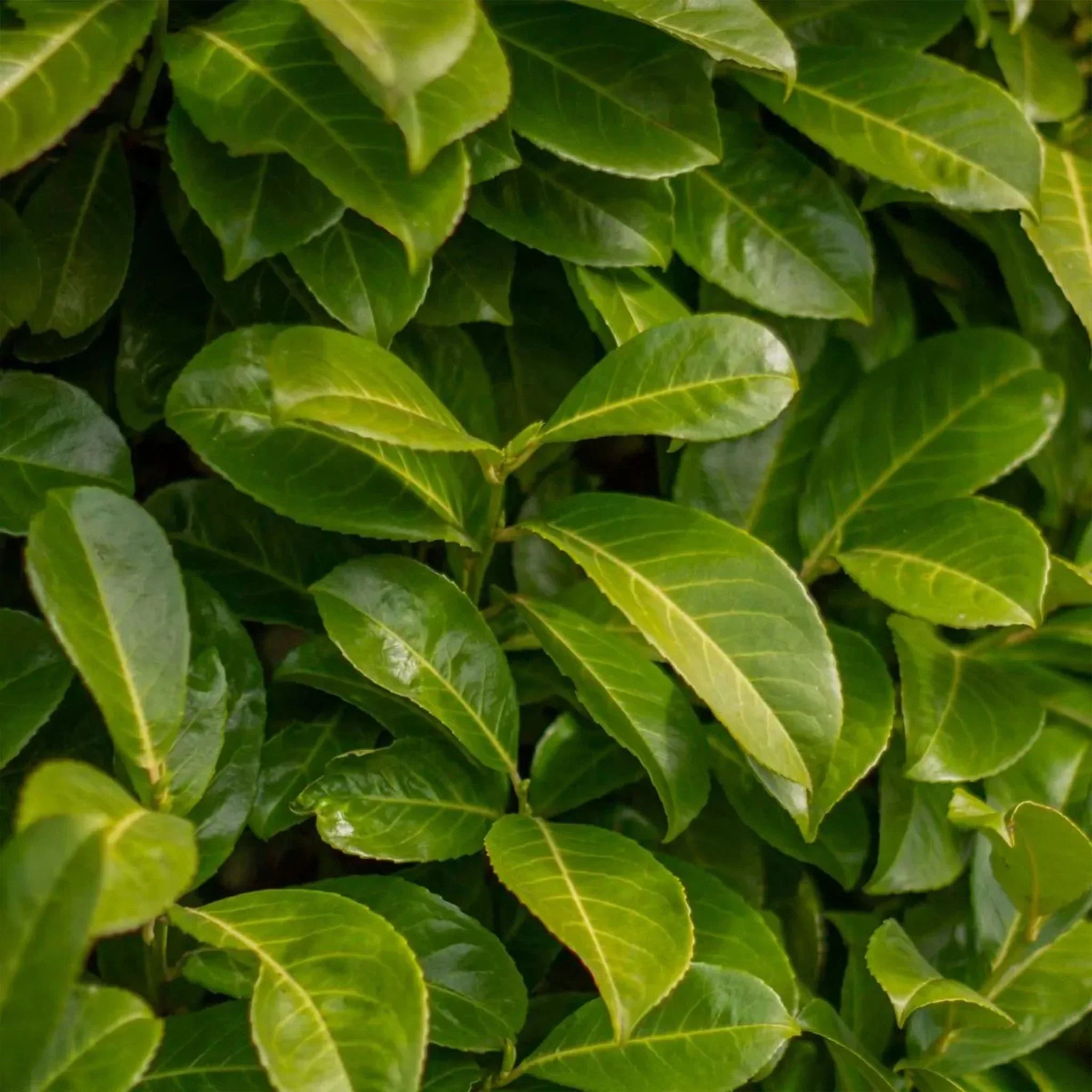 erde für monstera selber mischen Monstera Erde main image 0