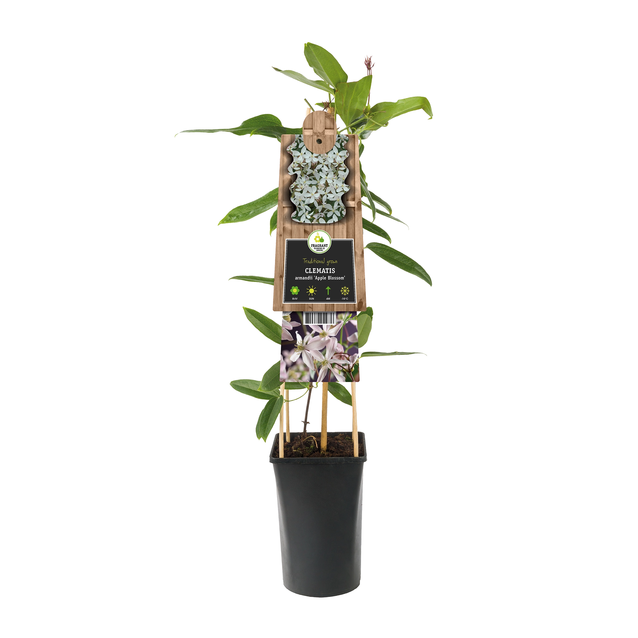 Evergreen Waldrebe (Clematis) 'Apple Blossom' Kletterpflanzen kaufen