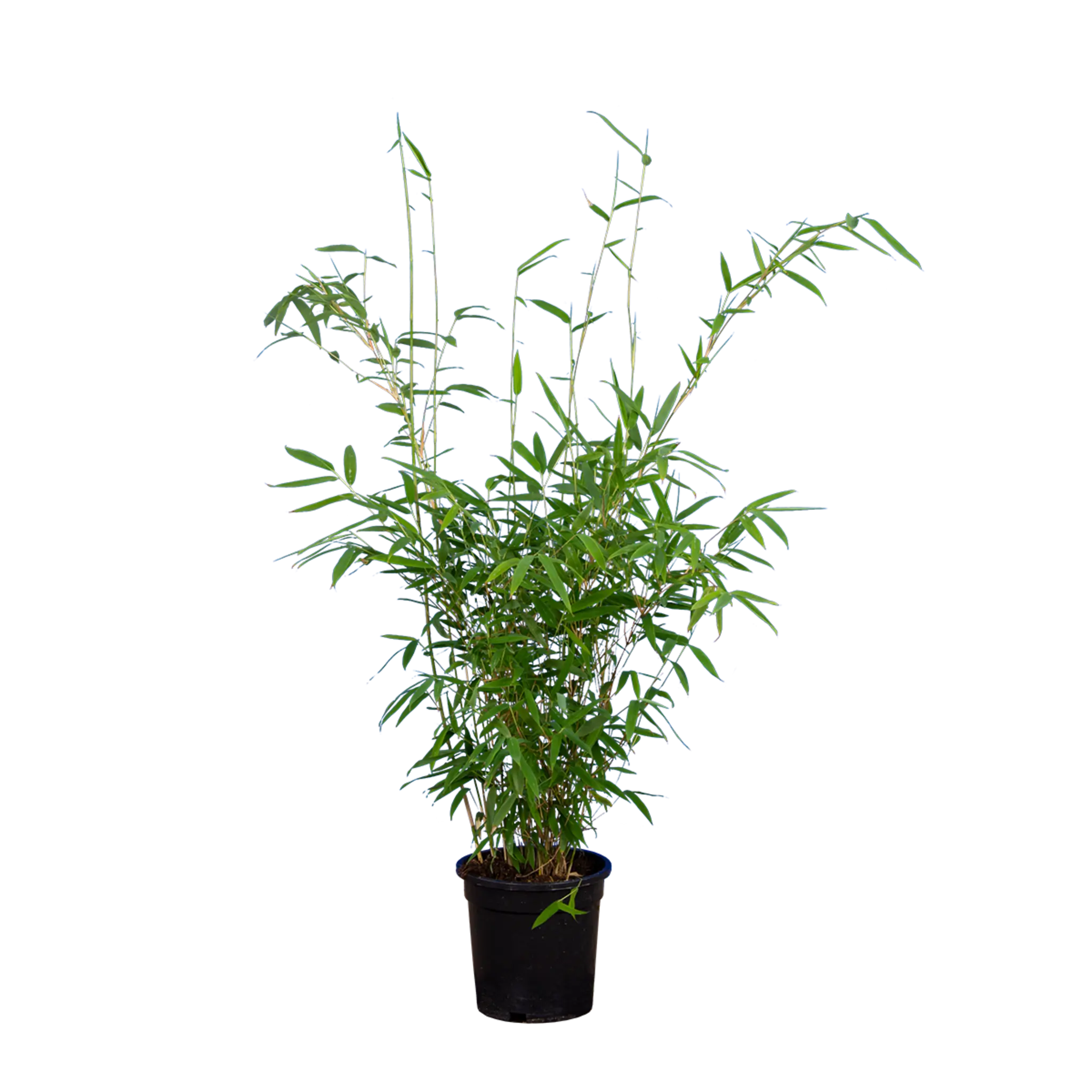 Bambus Jumbo (Fargesia murieliae 'Jumbo') | 60-80 cm im Topf