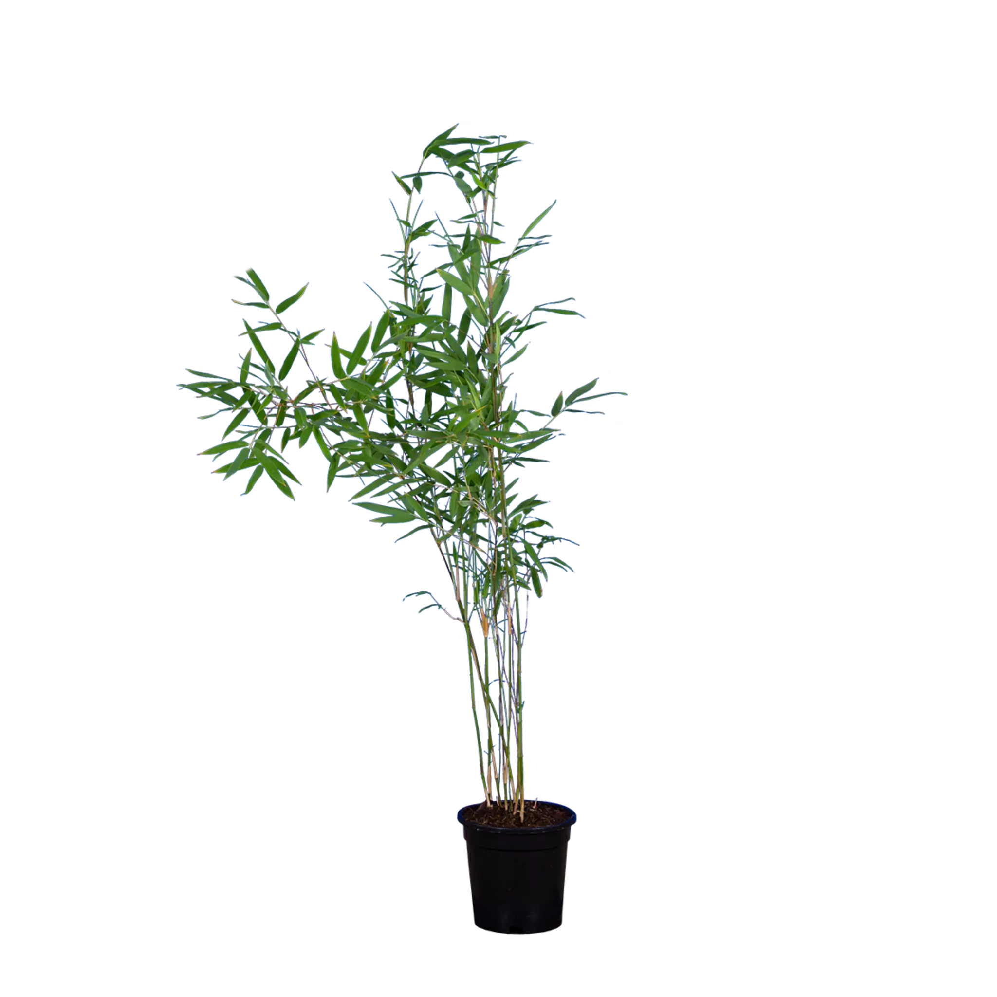 Bambus Winter Joy (Fargesia nitida 'Winter Joy') | 60-80 cm im Topf