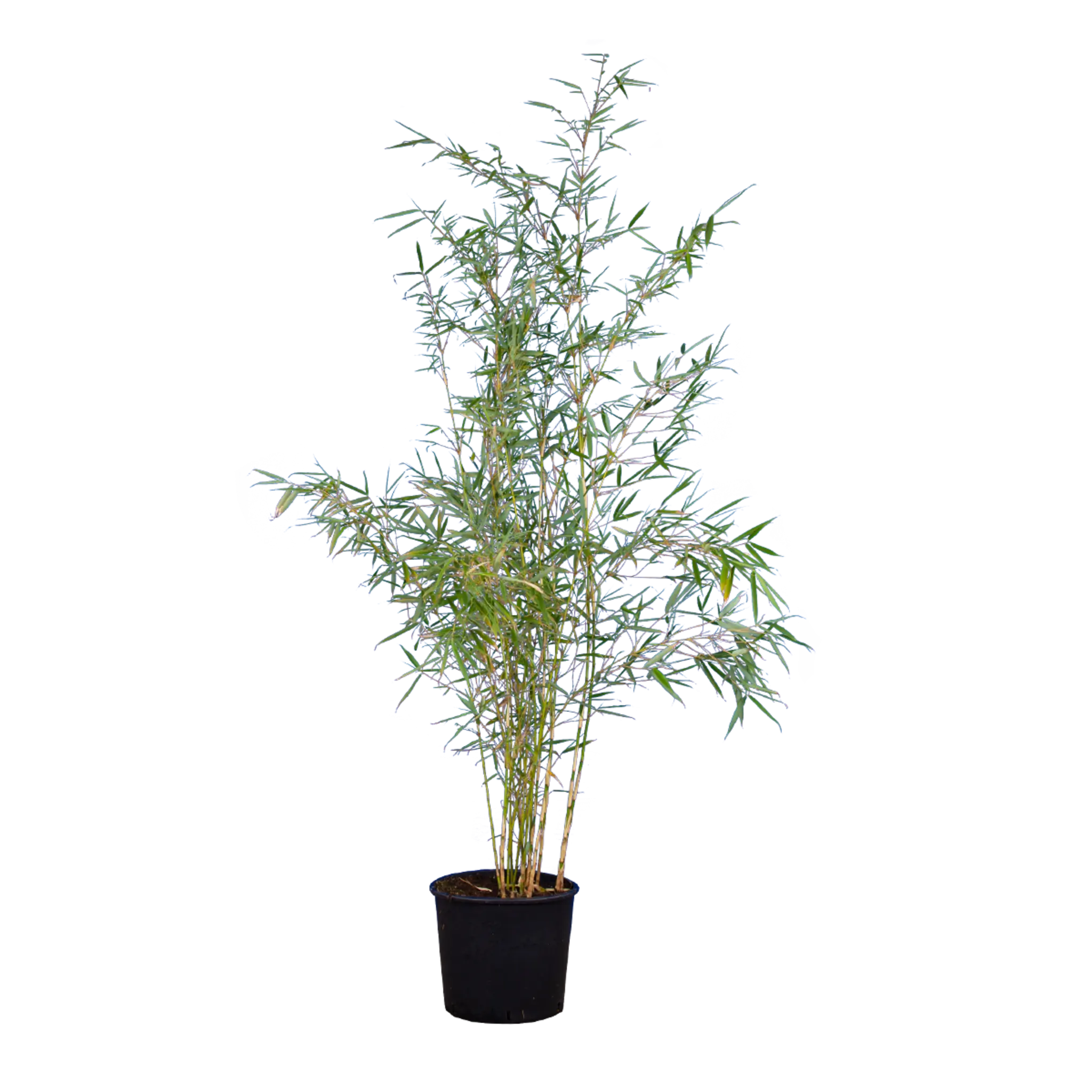 Bambus Campbell (Fargesia robusta 'Campbell') | 150-175 cm im Topf