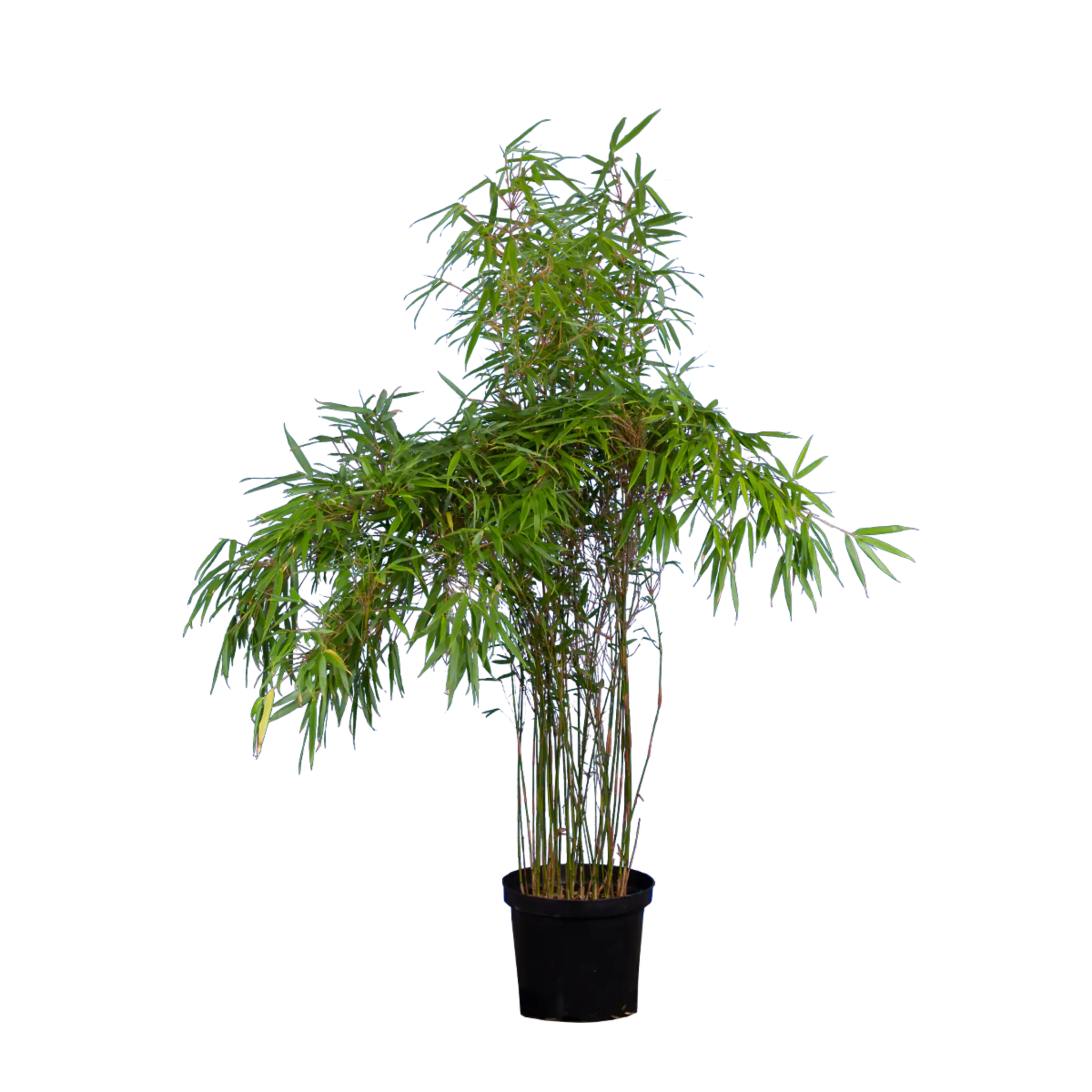Bambus rufa (Fargesia rufa) | 125-150 cm im Topf