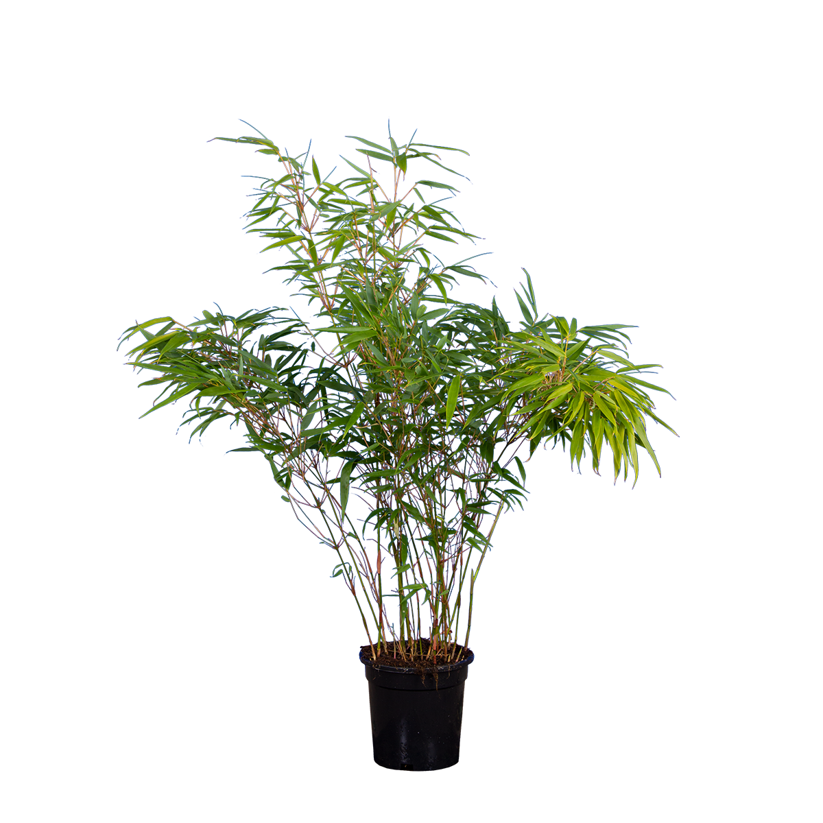 Bambus rufa (Fargesia rufa) | 60-80 cm im Topf
