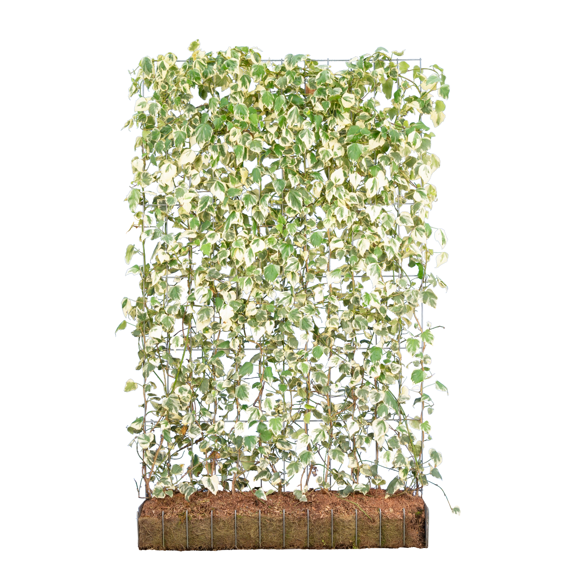 fake efeu Kaukasischer Efeu (Hedera colchica 'Dentata Variegata')