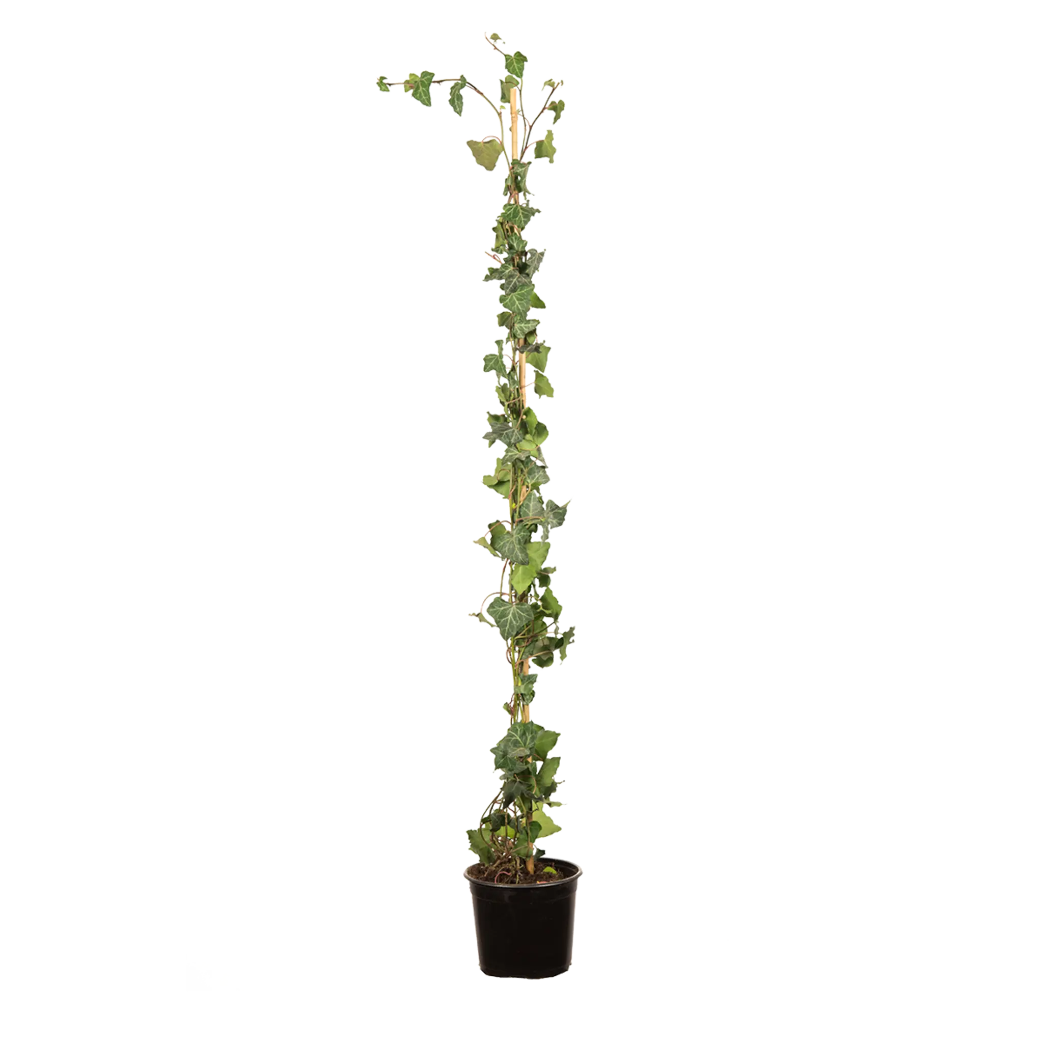 Gemeiner Efeu (Hedera helix) | 100-125 cm im Topf