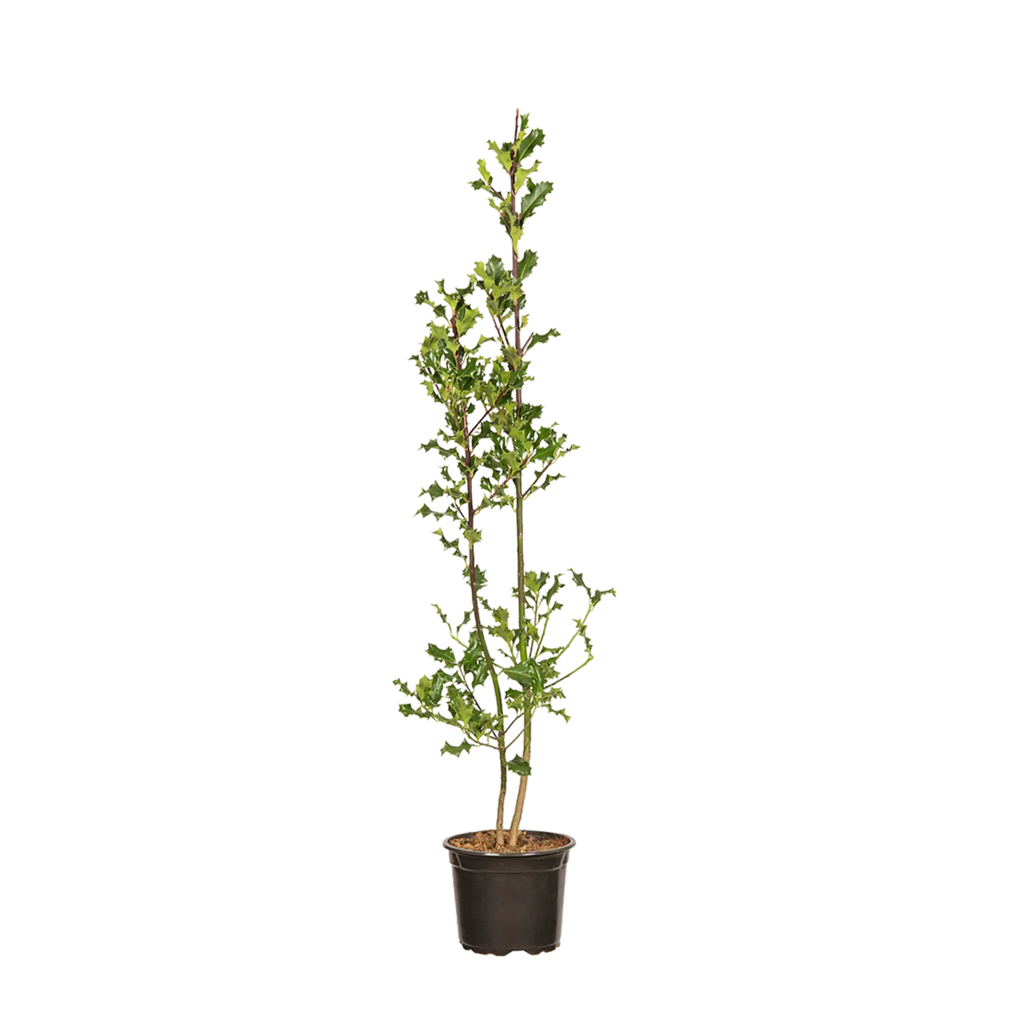 Europäische Stechpalme (Ilex aquifolium) | 60-80 cm mit Wurzelballen