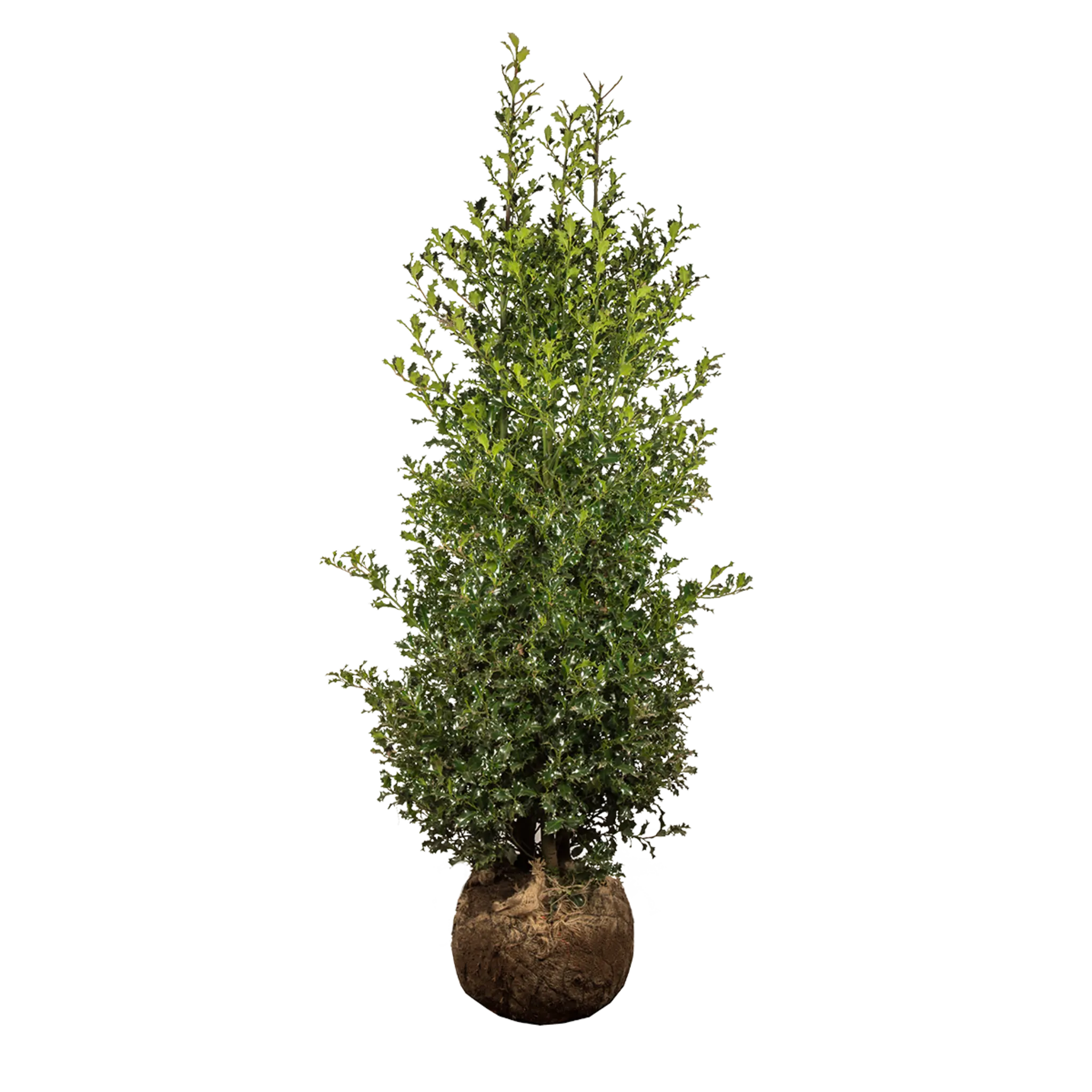 Europäische Stechpalme (Ilex aquifolium) | 175-200 cm mit Wurzelballen