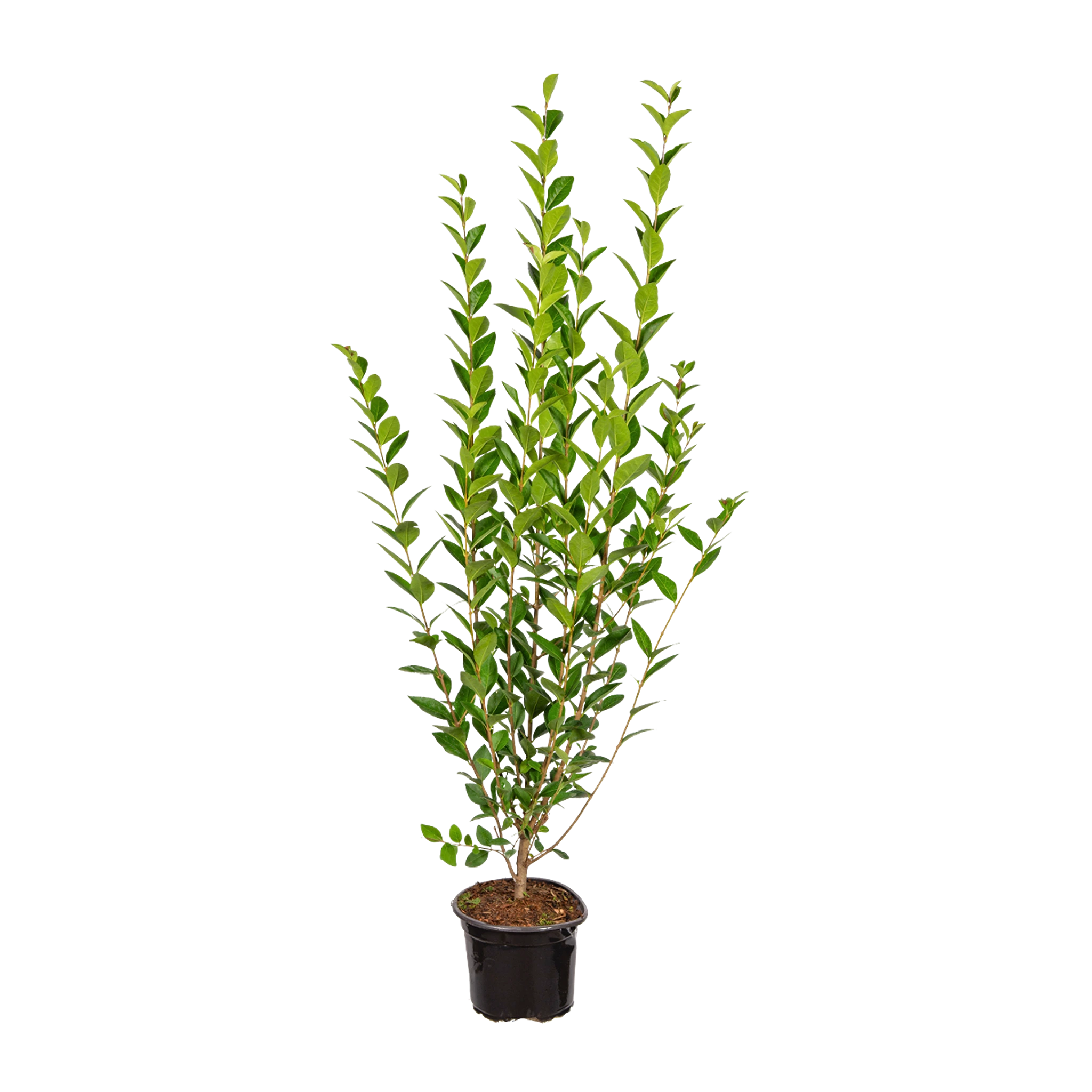 Ovalblättriger Liguster (Ligustrum ovalifolium) | 125-150 cm im Topf