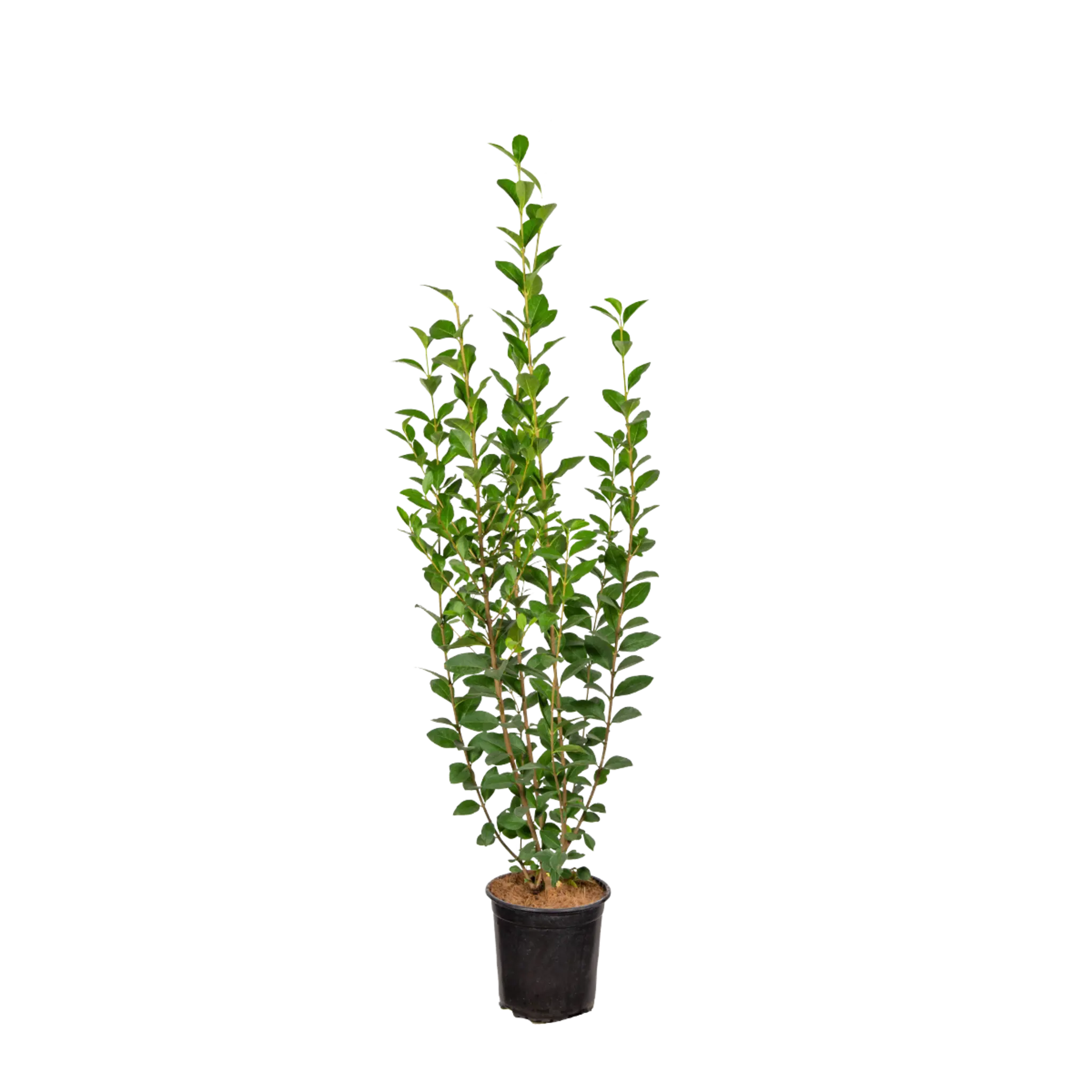 Ovalblättriger Liguster (Ligustrum ovalifolium) | 80-100 cm im Topf