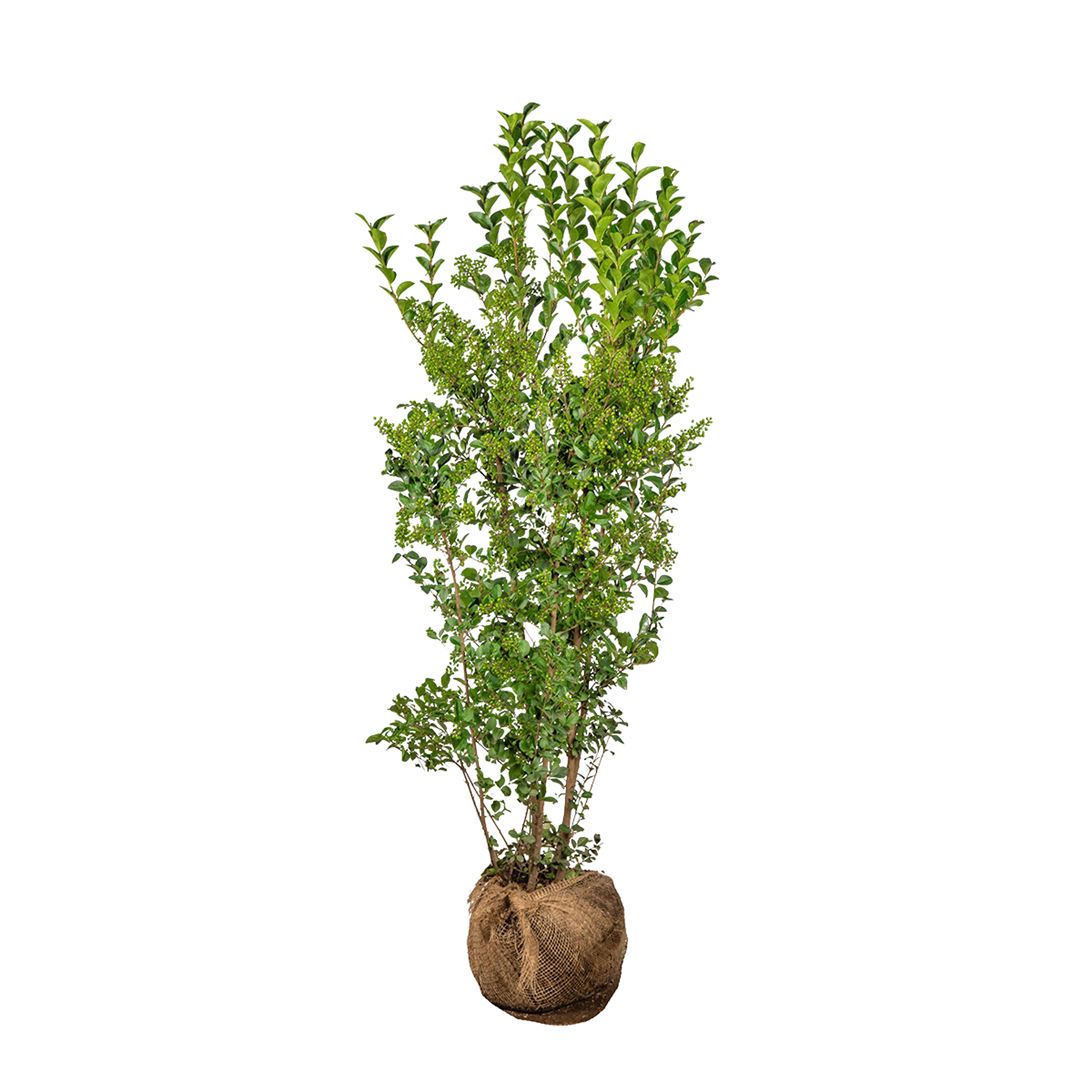 Ovalblättriger Liguster (Ligustrum ovalifolium) | 125-150 cm mit Wurzelballen