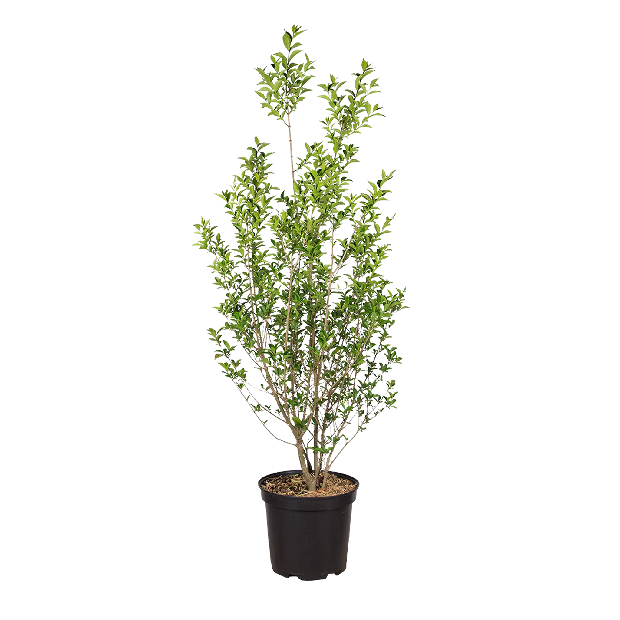 Groenblijvende liguster (Ligustrum vulgare 'Atrovirens') | 100-125 cm In pot