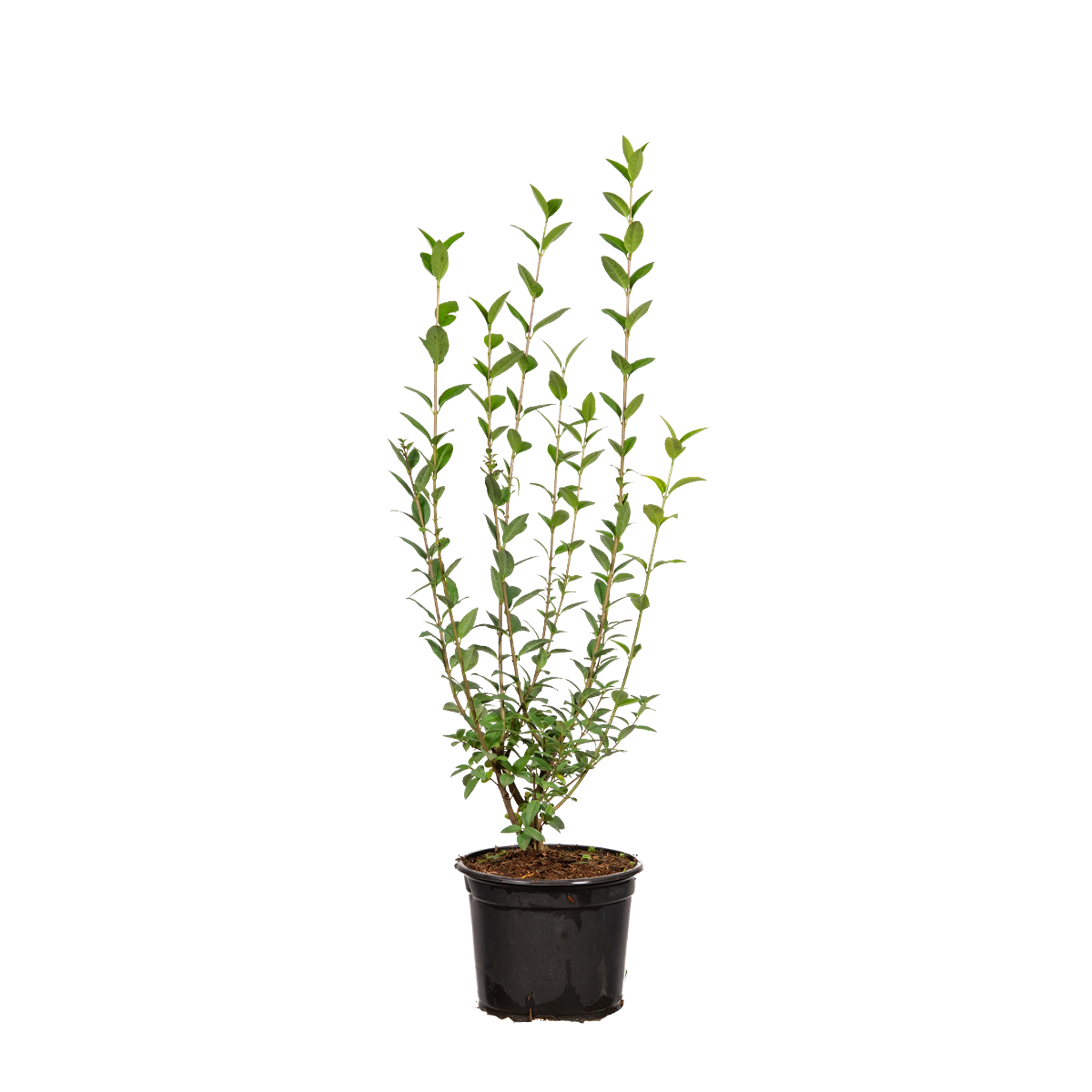 Wintergrüner Liguster (Ligustrum vulgare 'Atrovirens') | 40-60 im Topf