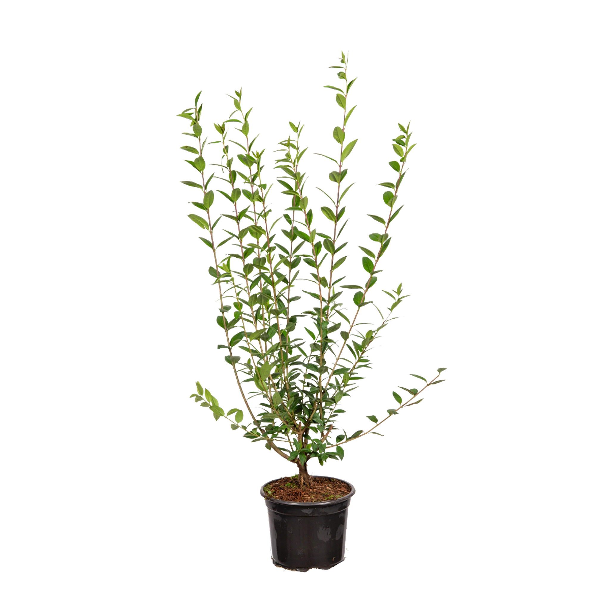 wintergrüner liguster toom Wintergrüner Liguster (Ligustrum vulgare 'Atrovirens') | 60-80 im Topf