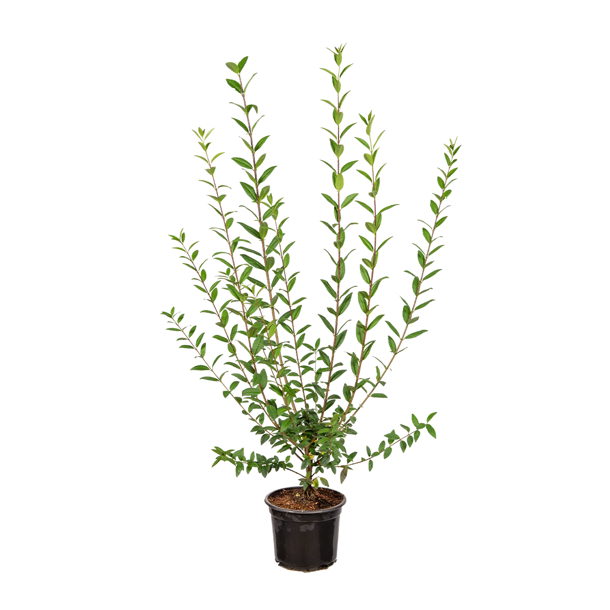 Wintergrüner Liguster (Ligustrum vulgare 'Atrovirens') | 80-100 cm im Topf
