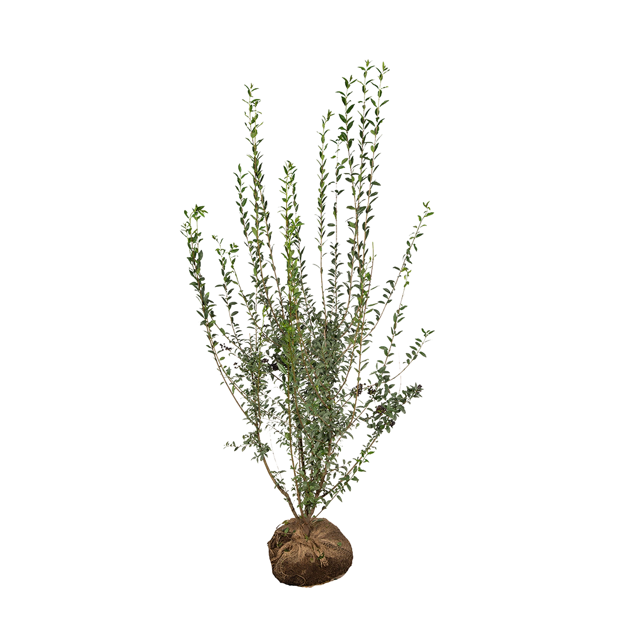 Wintergrüner Liguster (Ligustrum vulgare 'Atrovirens') | 125-150 cm mit Wurzelballen