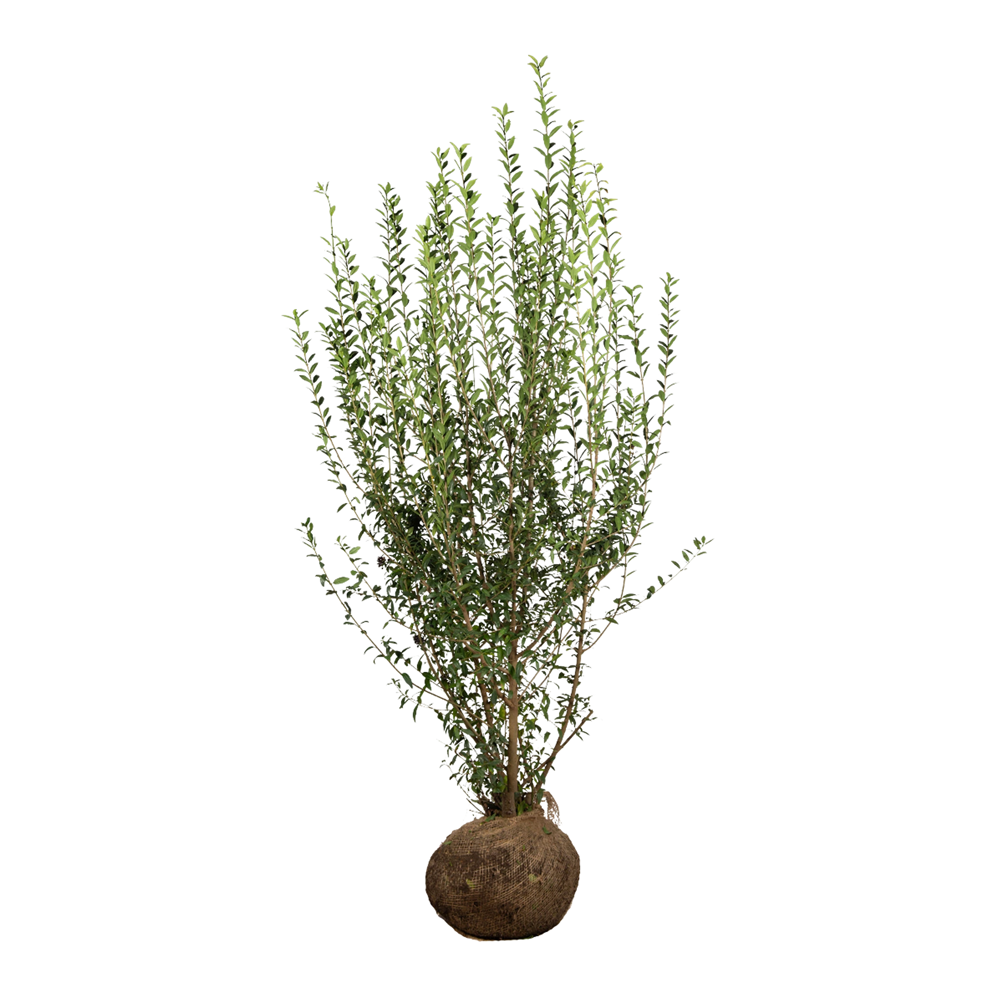 Wintergrüner Liguster (Ligustrum vulgare 'Atrovirens') | 150-175 cm mit Wurzelballen