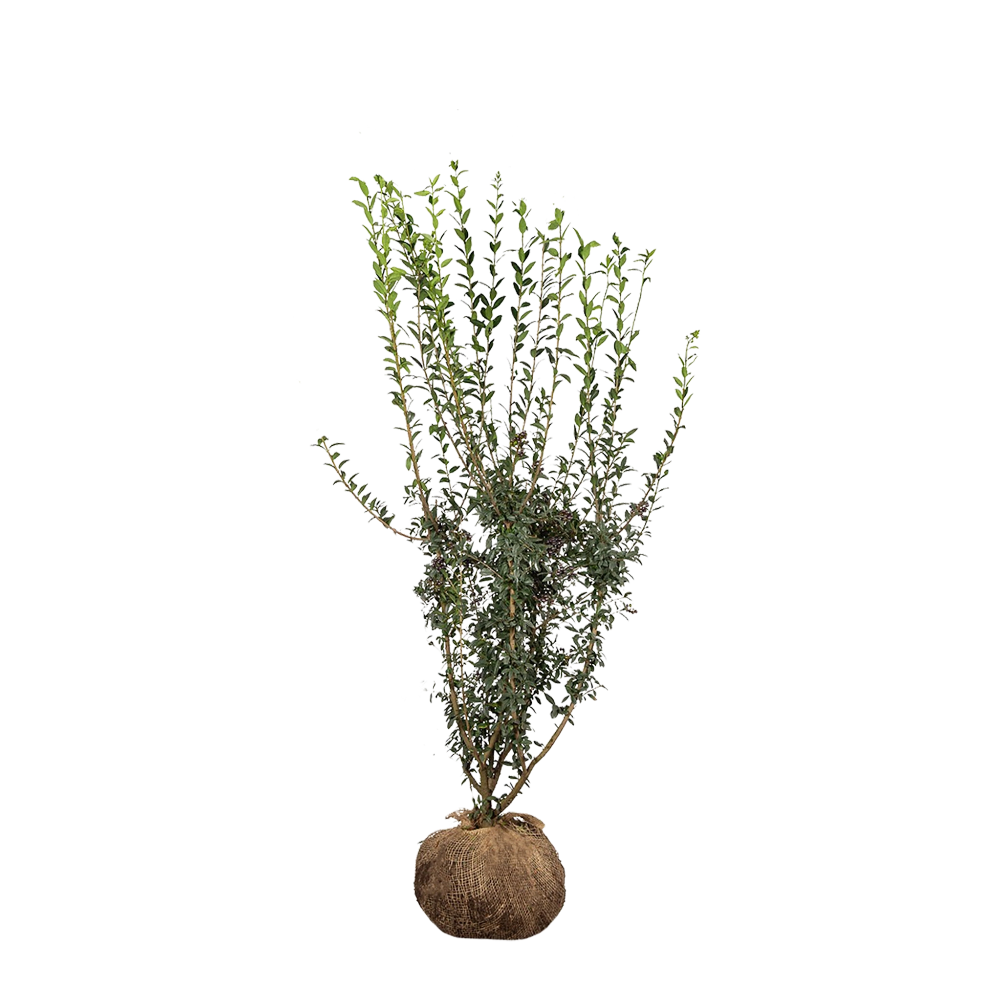 Wintergrüner Liguster (Ligustrum vulgare 'Atrovirens') | 80-100 mit Wurzelballen
