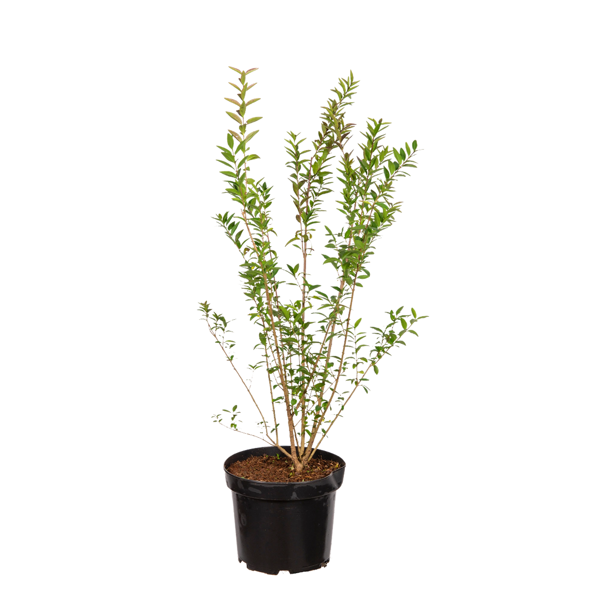 Zwergliguster (Ligustrum vulgare 'Lodense') | 40-60 cm im Topf