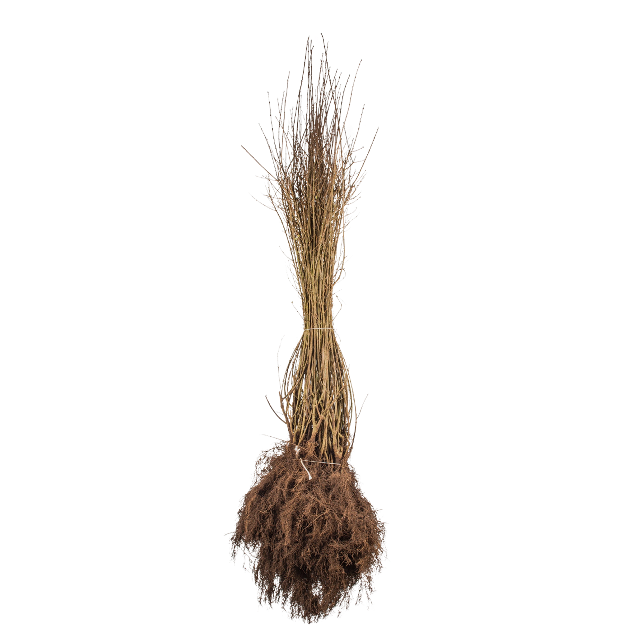 Gemeiner Liguster (Ligustrum vulgare) | 80-100 cm Wurzelware
