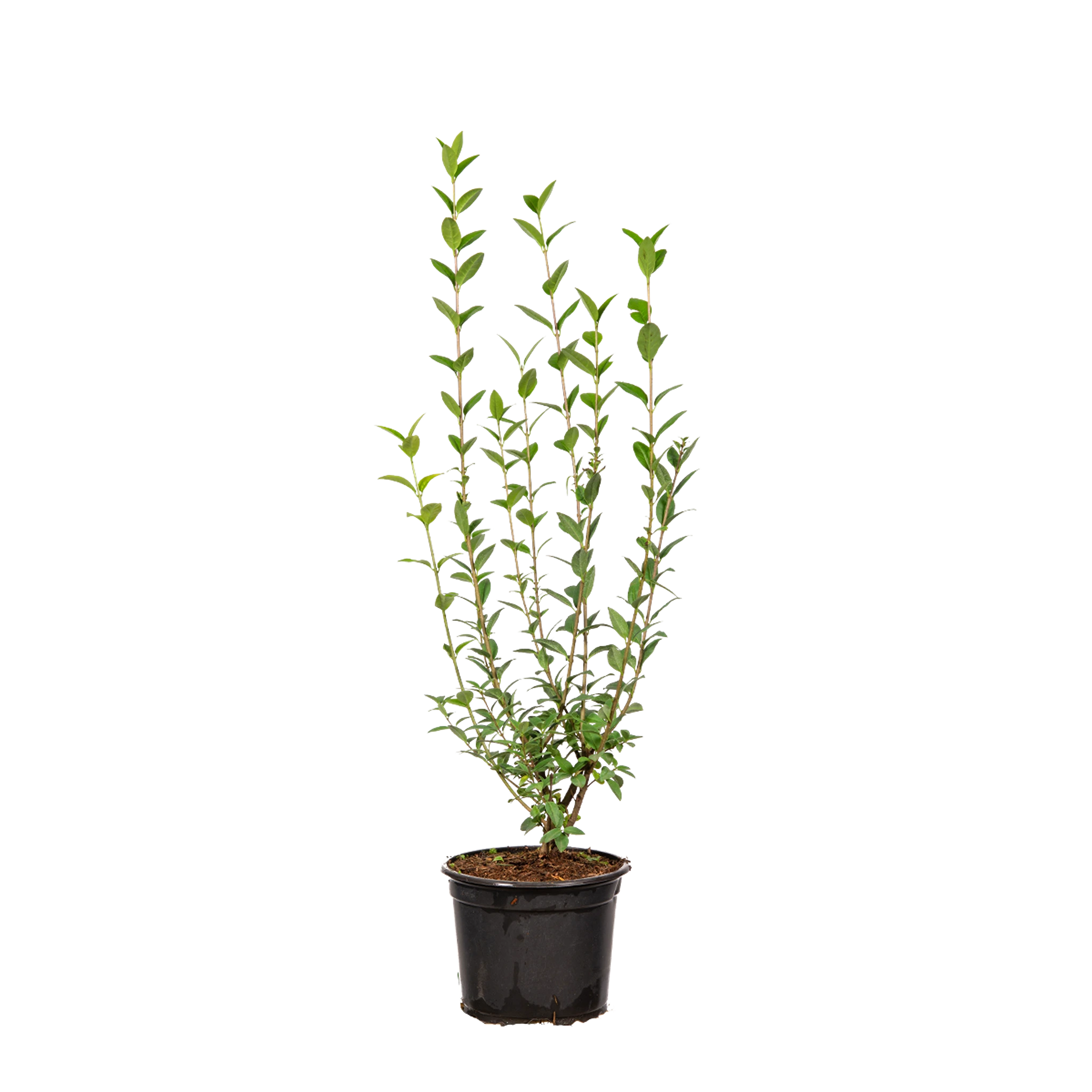 Gemeiner Liguster (Ligustrum vulgare) | 40-60 cm im Topf