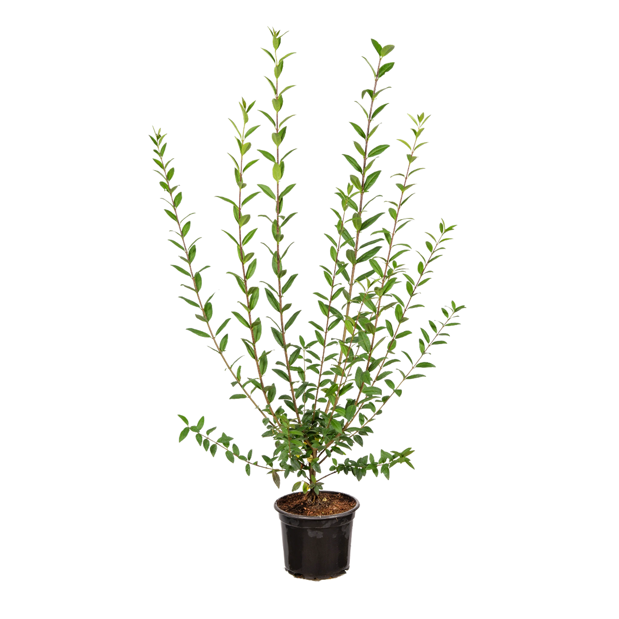 Gemeiner Liguster (Ligustrum vulgare) | 80-100 cm im Topf