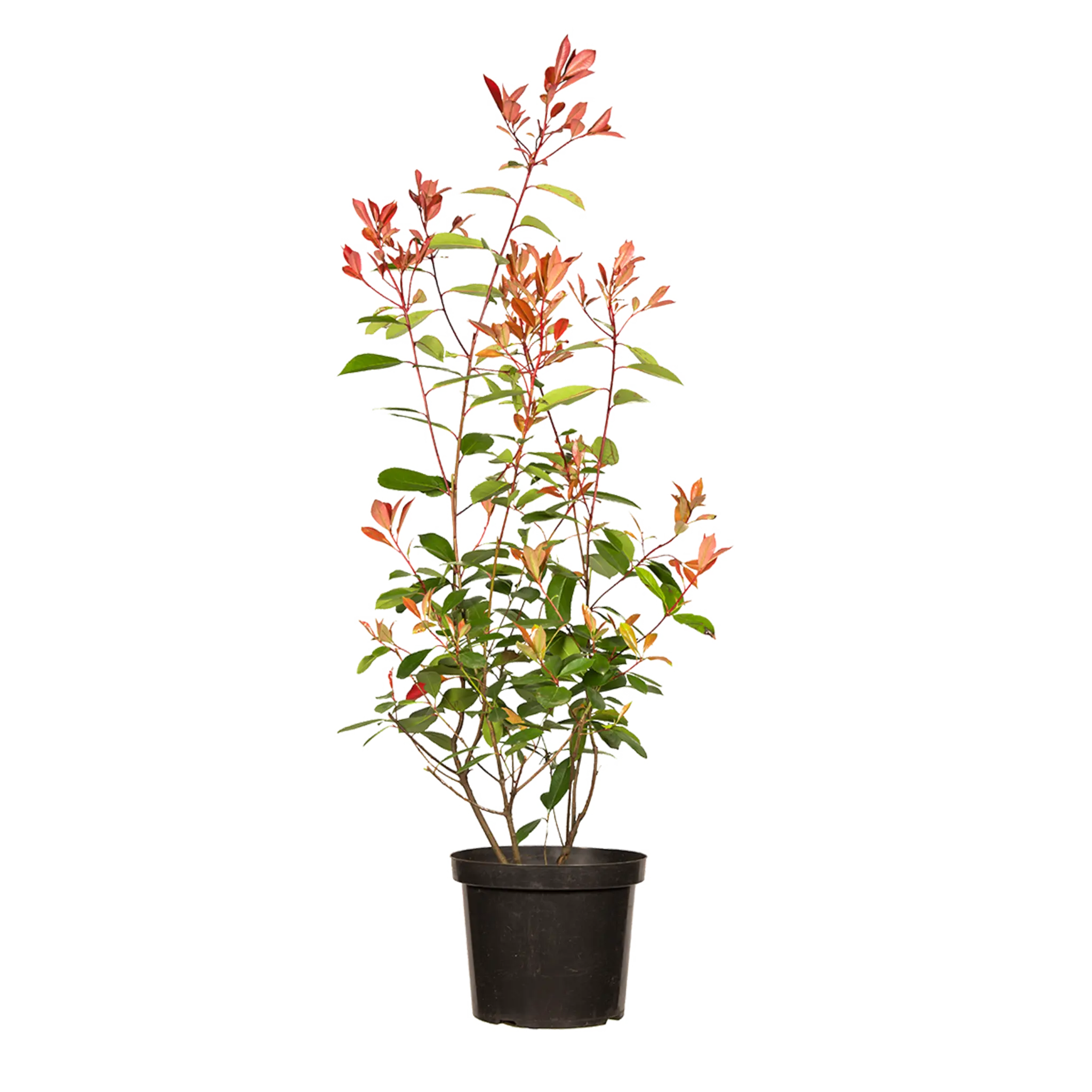 Glanzmispel Red Robin (Photinia x fraseri 'Red Robin') | 80-100 cm im Topf