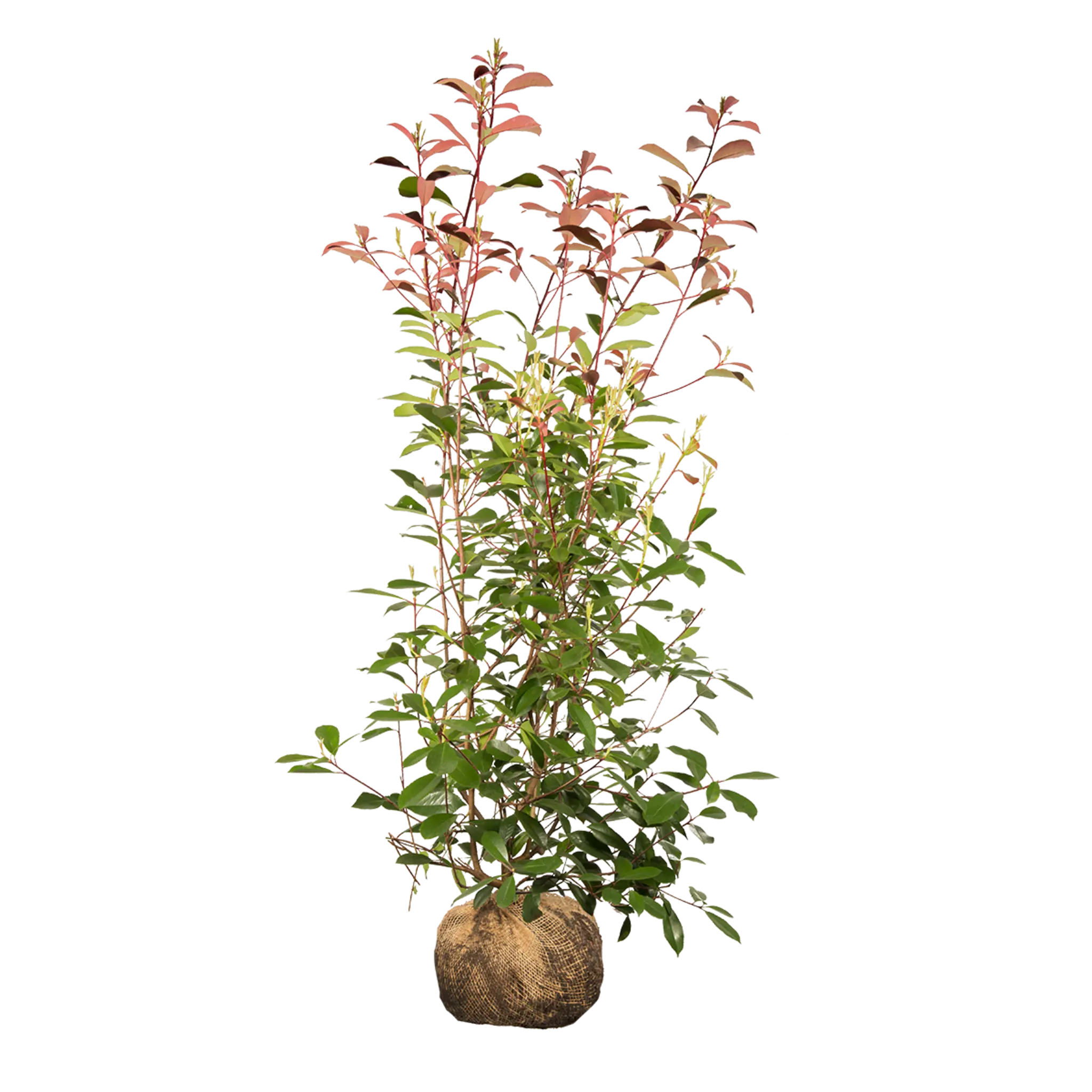Glanzmispel Red Robin (Photinia x fraseri 'Red Robin') | 150-175 cm mit Wurzelballen