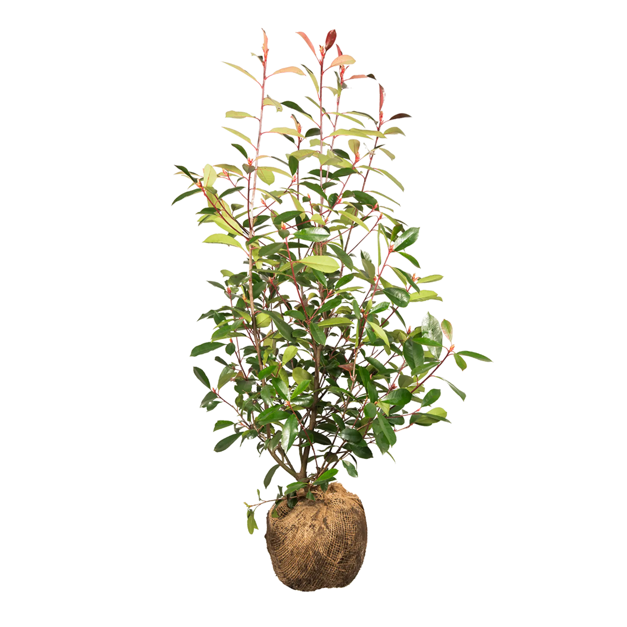 Glanzmispel Red Robin (Photinia x fraseri 'Red Robin') | 80-100 cm mit Wurzelballen