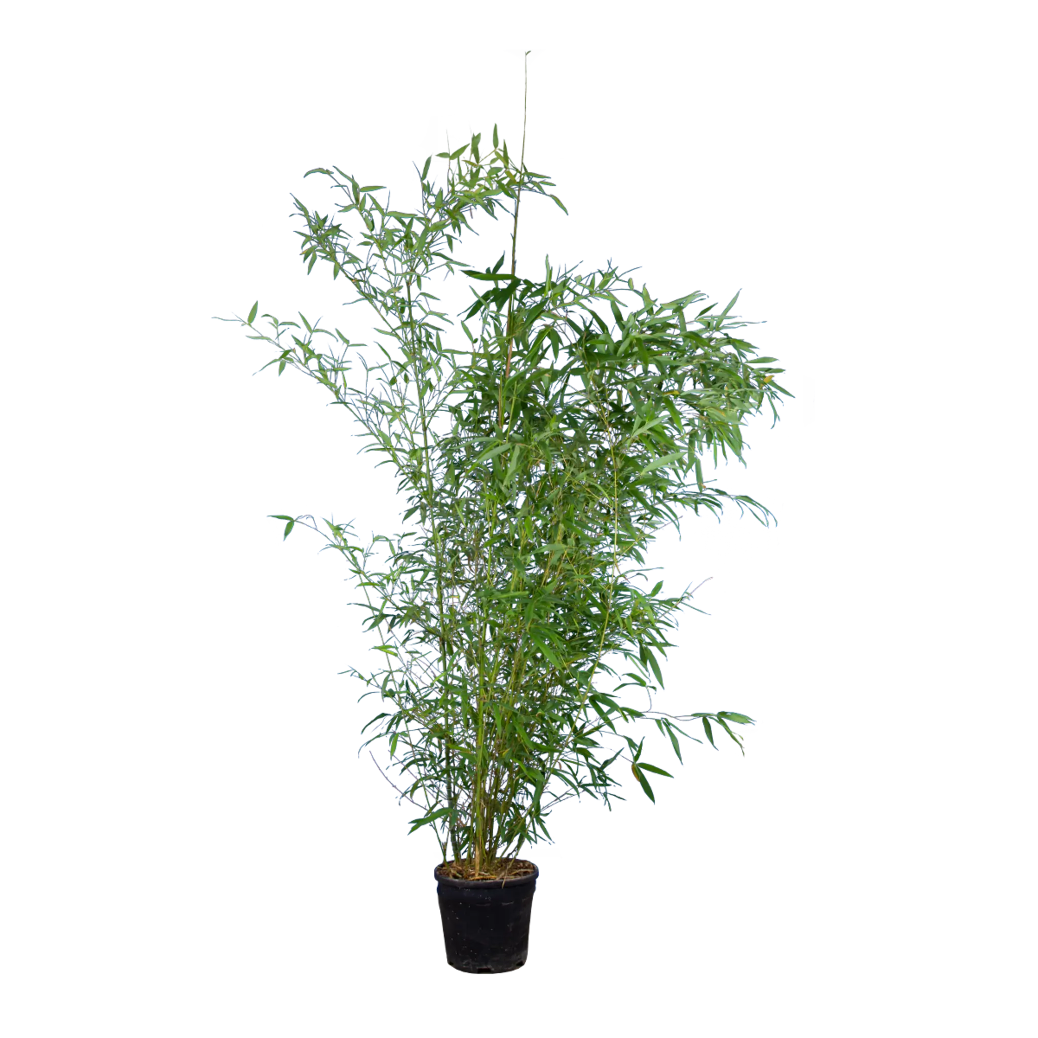 Bambus Aureocaulis (Phyllostachys aureosulcata 'Aureocaulis') | 125-150 cm im Topf