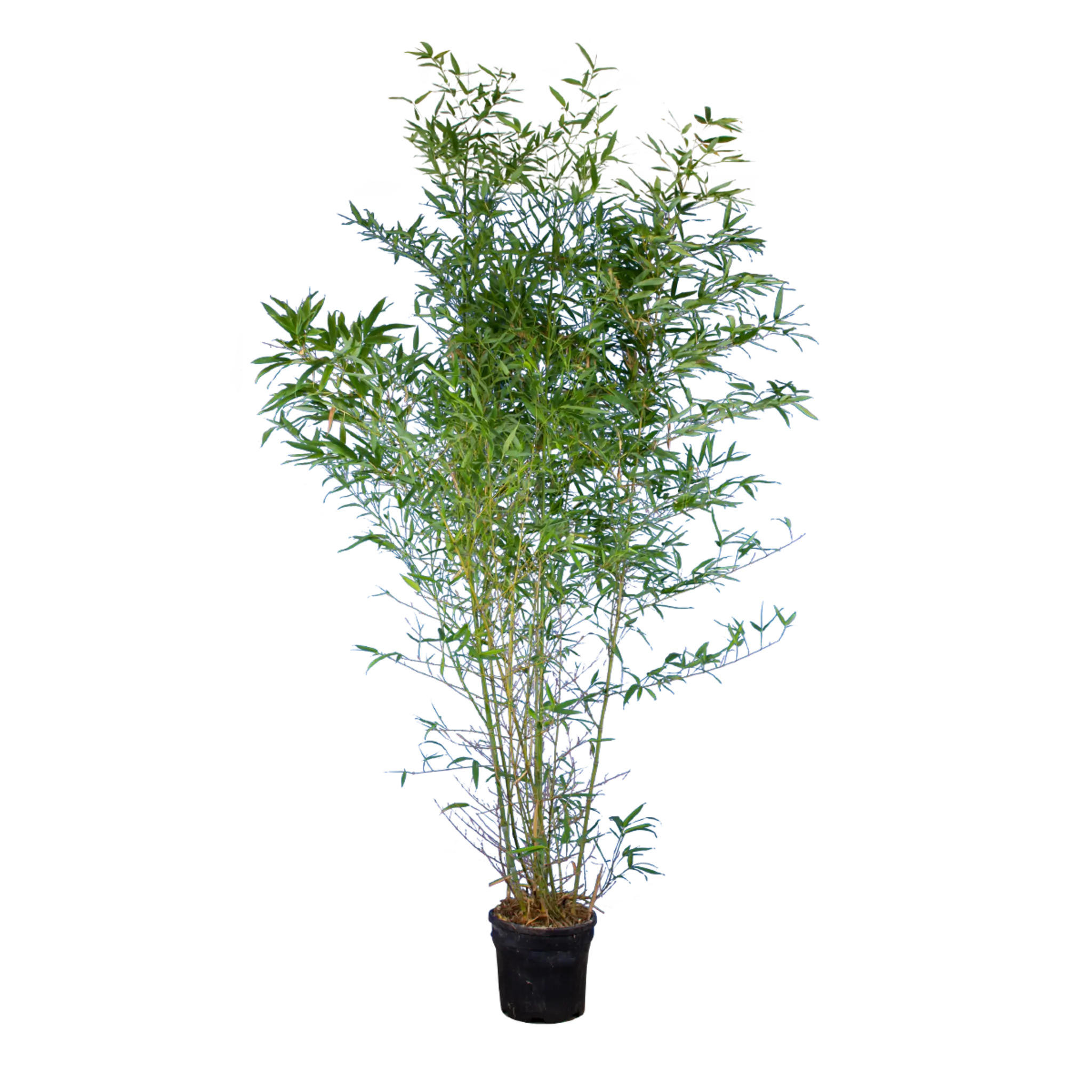 meervoud cactus Euphorbia Lactea Crested 'Mermaid Tail' 'Coral Cactus' DesertScapeSucculent