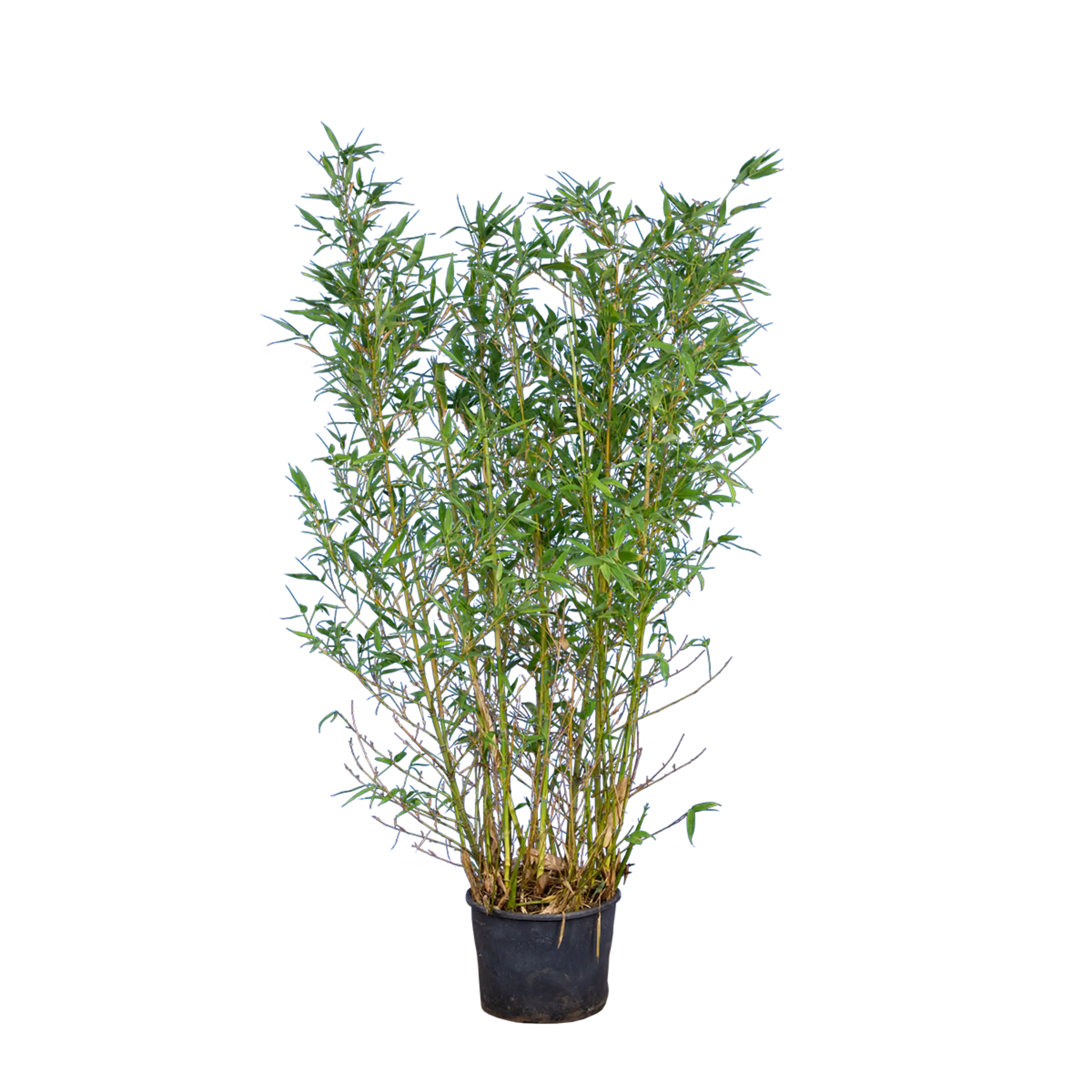 bambus trockener standort Bambus Aureocaulis (Phyllostachys aureosulcata 'Aureocaulis') | 60-80 cm im Topf