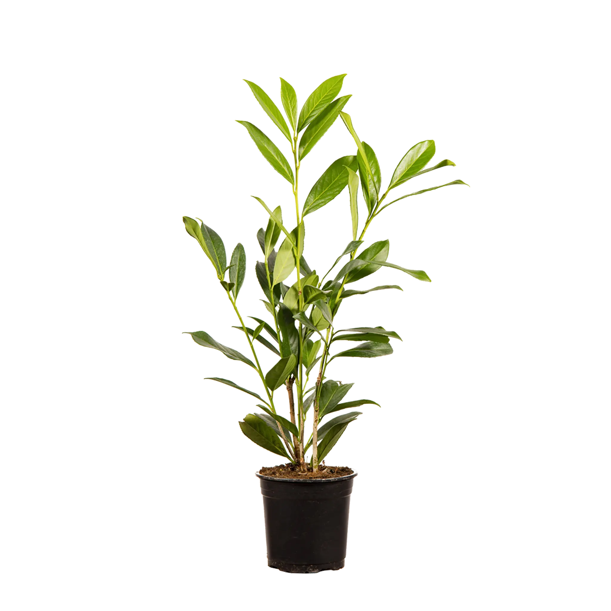 portugiesischer kirschlorbeer wurzelware Portugiesischer Kirschlorbeer - Prunus lusitanica