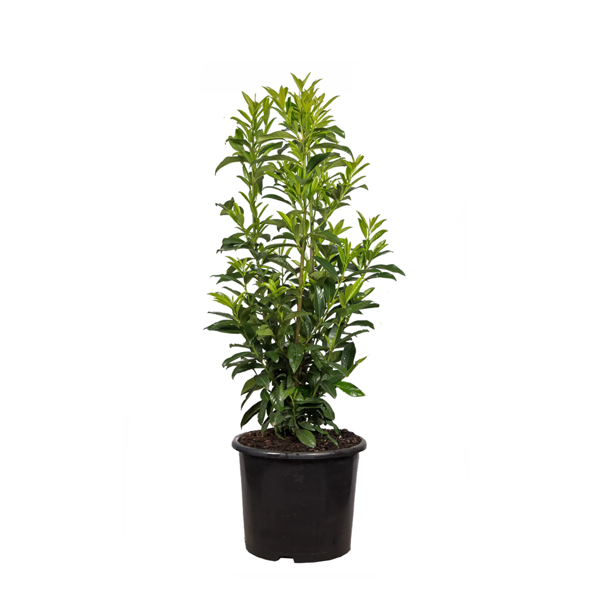 kirschlorbeer große pflanzen kaufen Kirschlorbeer Genolia ® (Prunus laurocerasus) | 80-100 cm im Topf