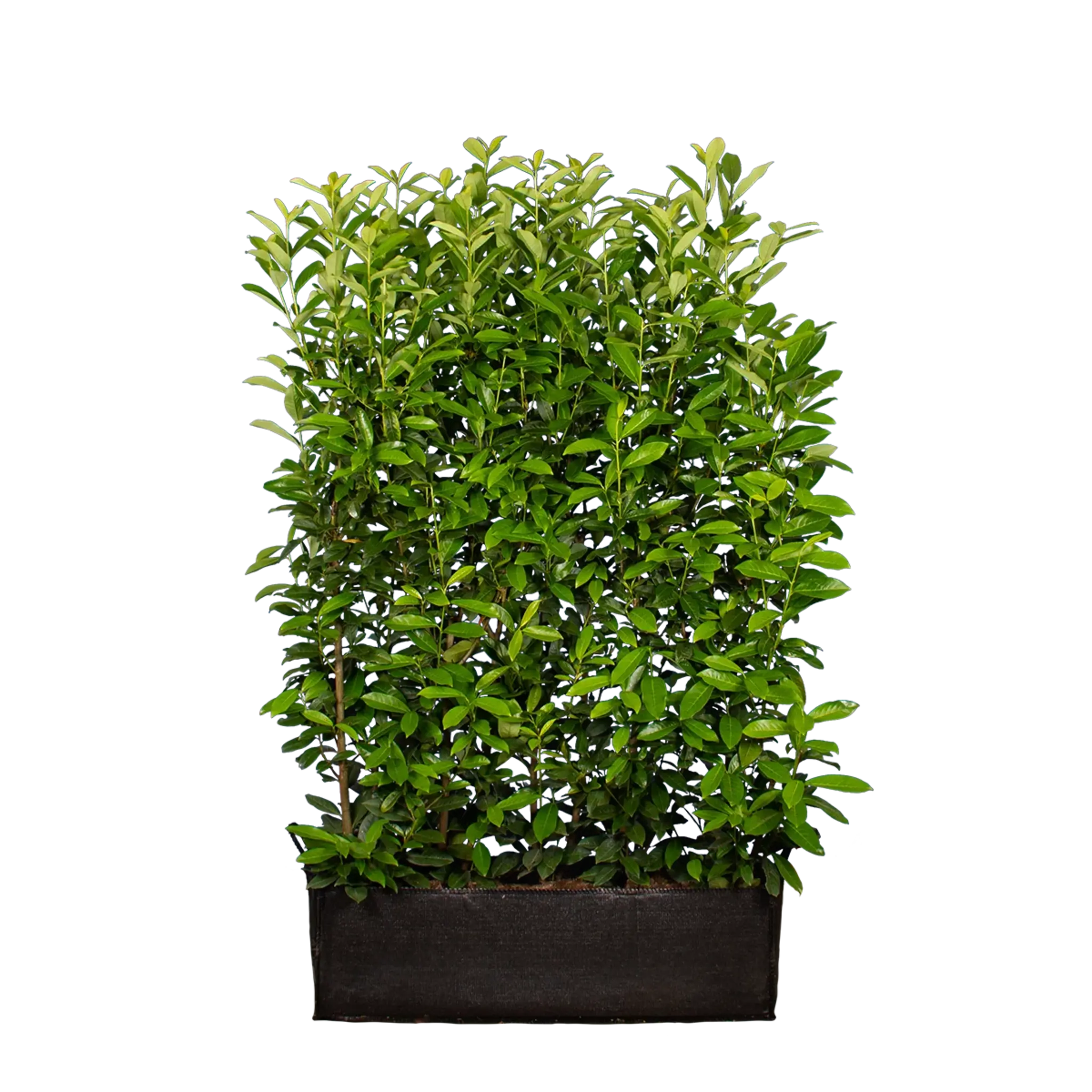 Kirschlorbeer Genolia ® (Prunus laurocerasus) | 160 cm Fertighecke