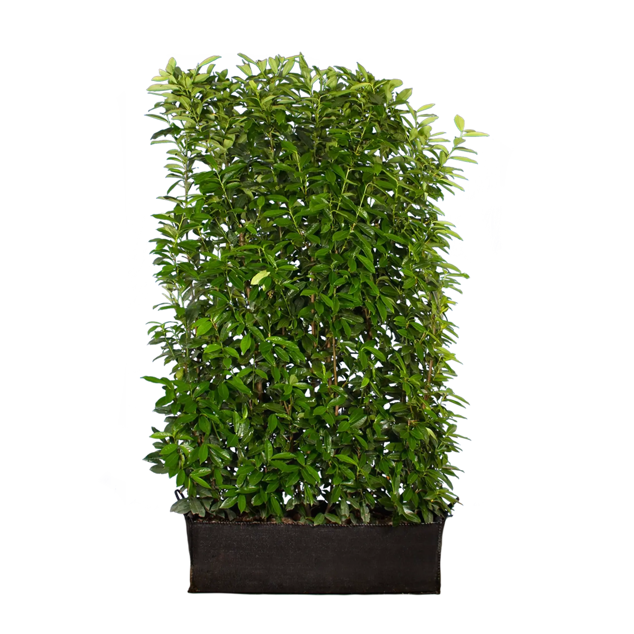 Kirschlorbeer Genolia ® (Prunus laurocerasus) | 180 cm Fertighecke